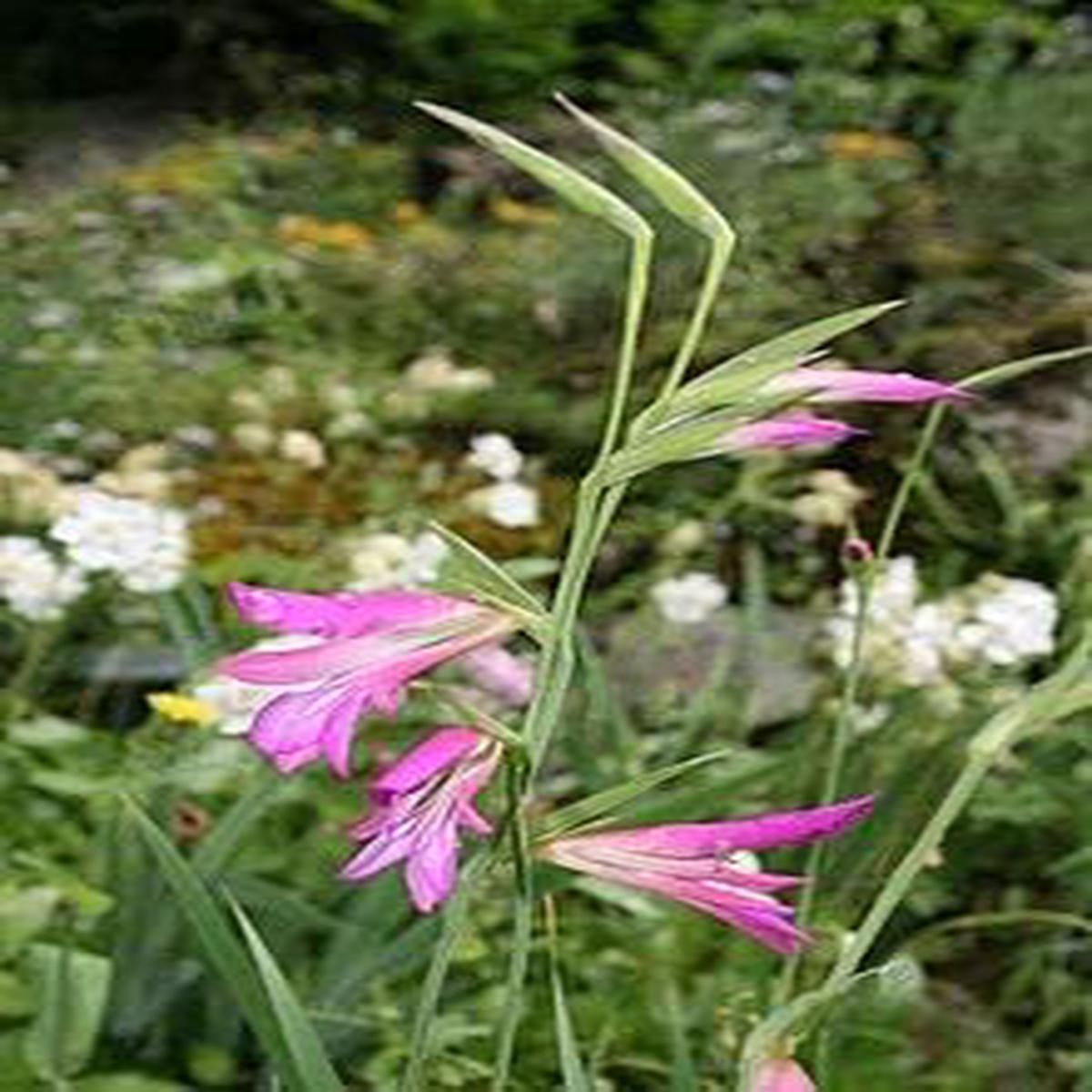 Blue Light Pink Gladiolus Flower Seeds for Planting  Heirloom, Non-GMO, High Germination, Organic Garden Seeds