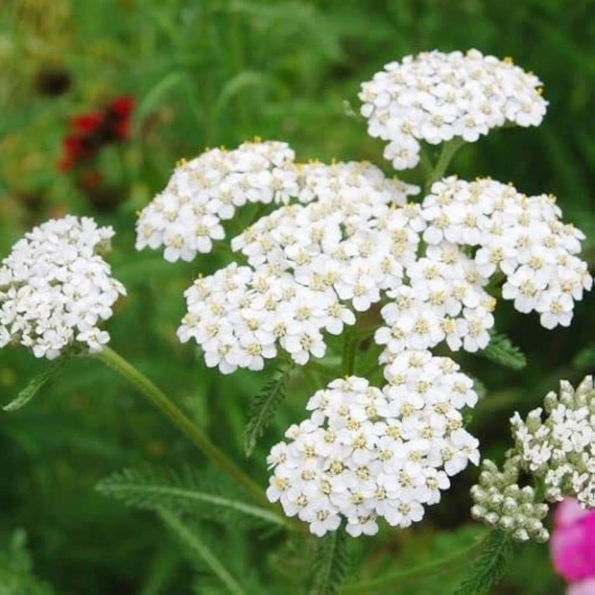 White Achillea Flower seeds for Planting Compact Growth Heirloom & GMO Free Seeds for Home Garden Sale