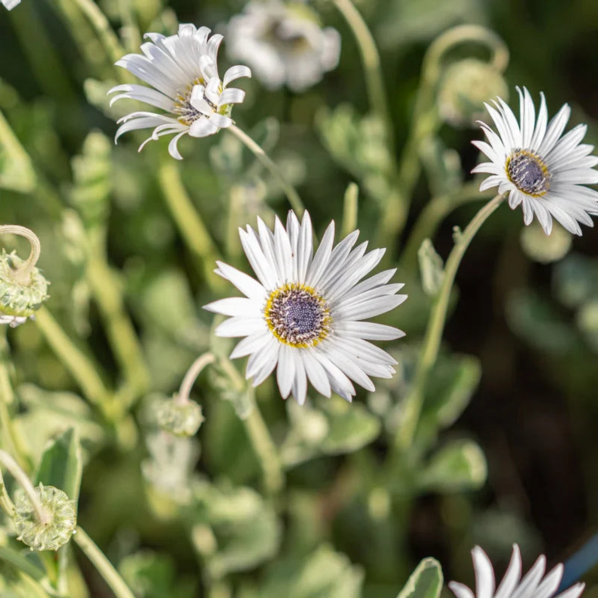 White Arctotis Flower Seeds for Planting  Heirloom, Non-GMO, Long-Bloom Garden Seeds