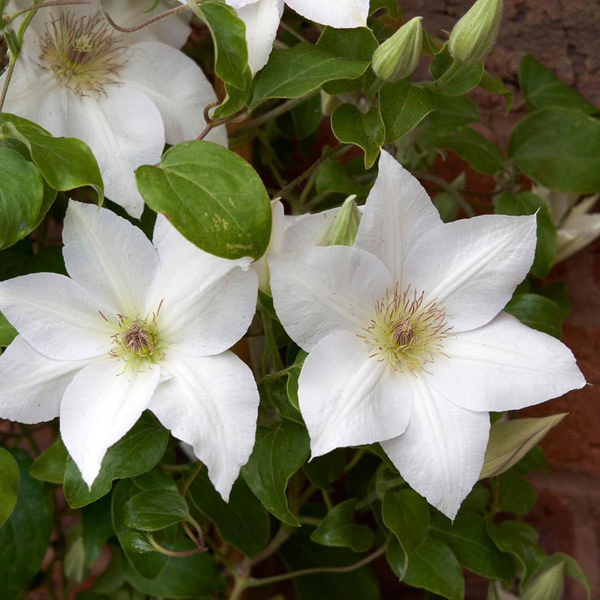 White Clematis Flower Seeds for Planting Heirloom, Non-GMO, Perennial, Pollinator-Friendly
