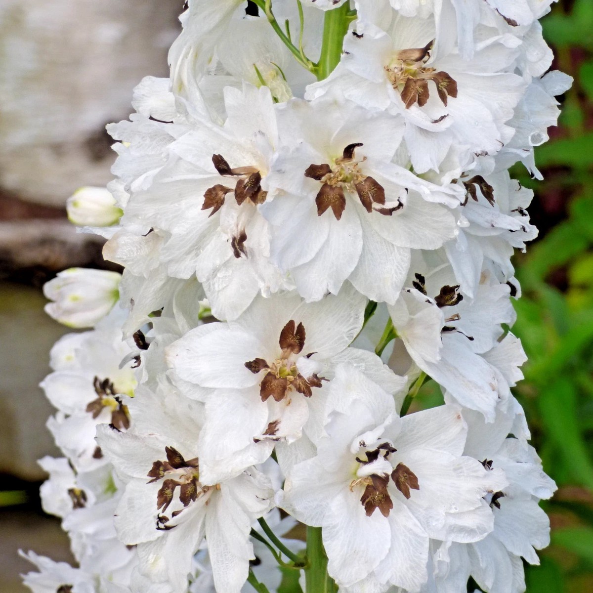 WHITE DELPHINIUM Seeds Delphinium elatum Larkspur Perennial Garden Flower Heirloom, Non-GMO, High Germination Organic Garden Seeds