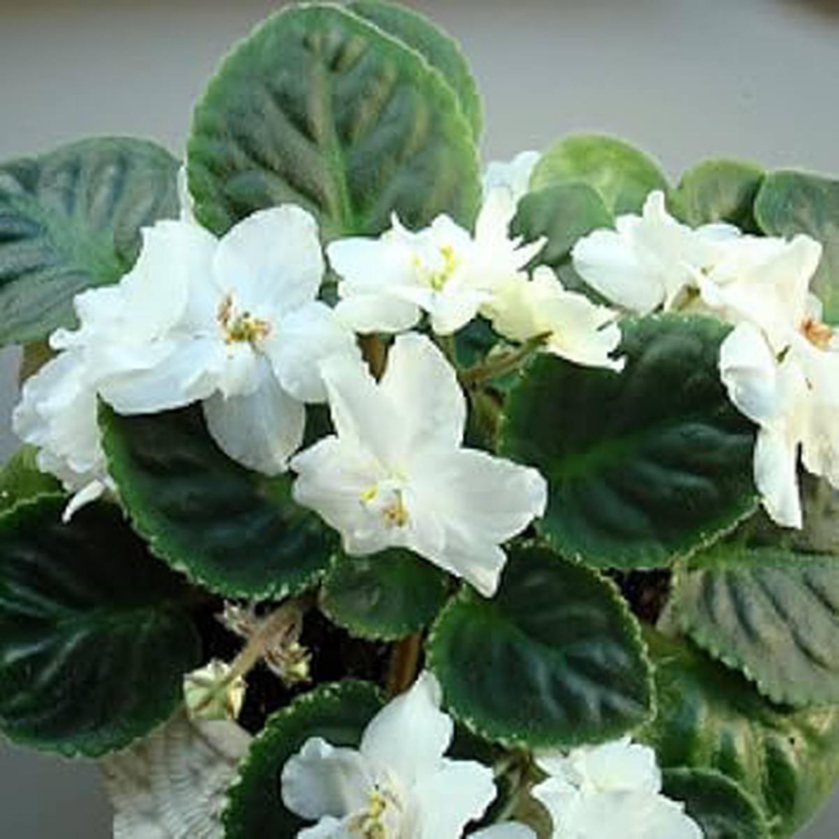 White Violet African Flower Heirloom Non Gmo For Planting Elegant Indoor Blooms Flower Seeds for