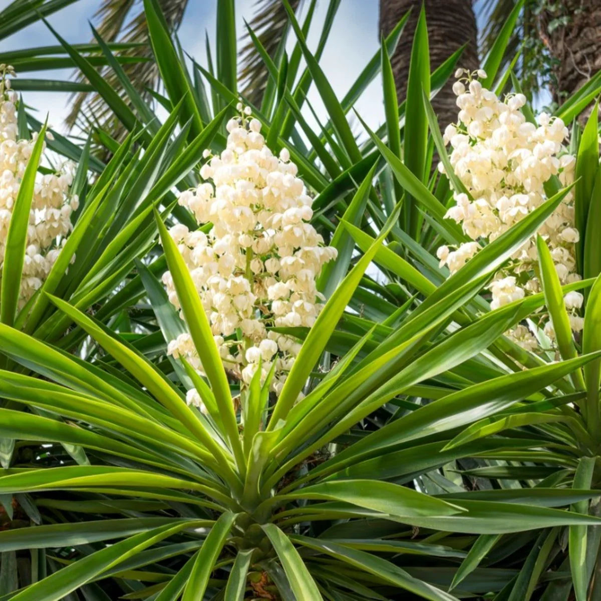 White Yucca Flower Planting Seed for Stunning Desert-Like Blooms in Your Garden, Perfect for All Seasons