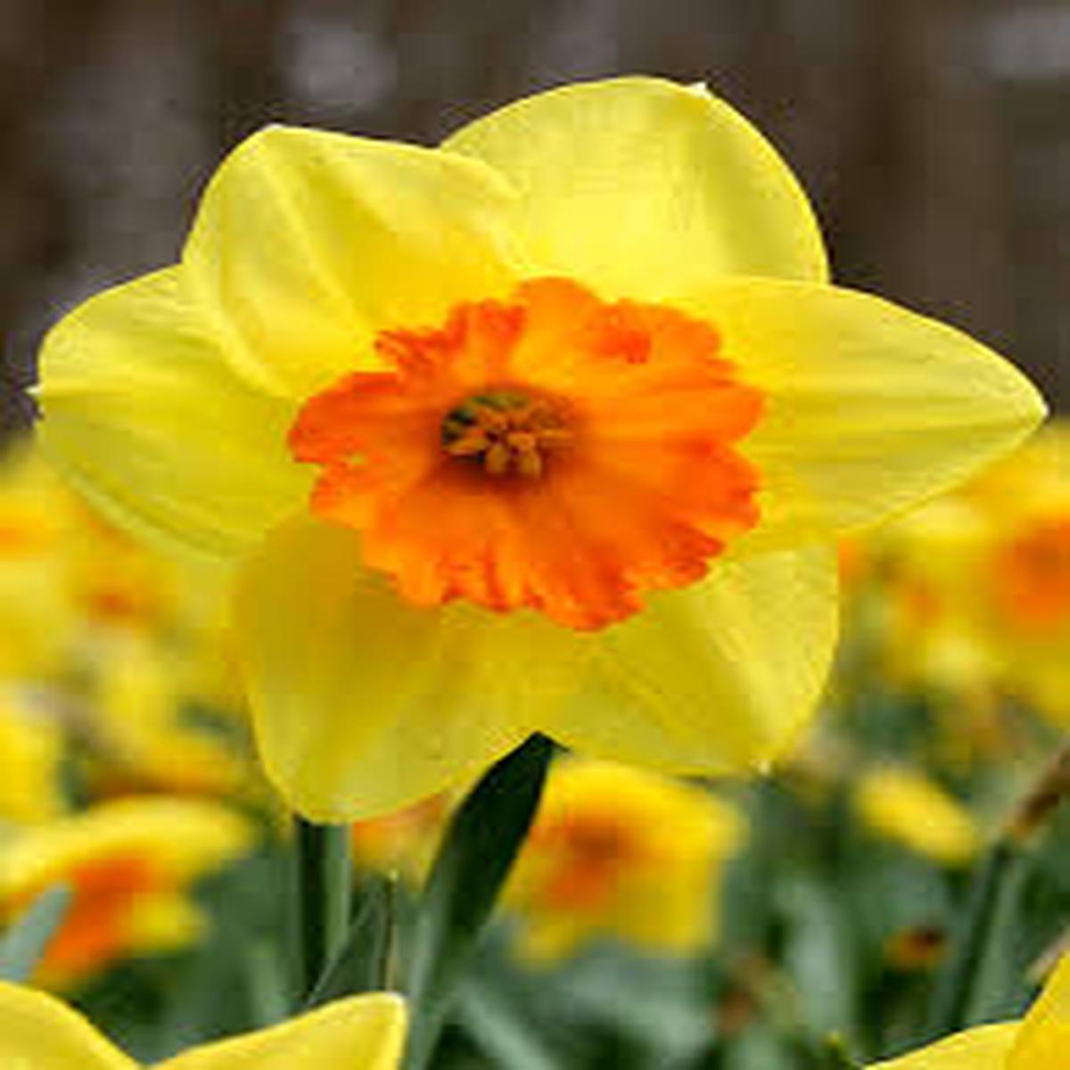 Yellow Daffodil Flower Seeds for Planting  Heirloom Non-GMO High Germination Seeds