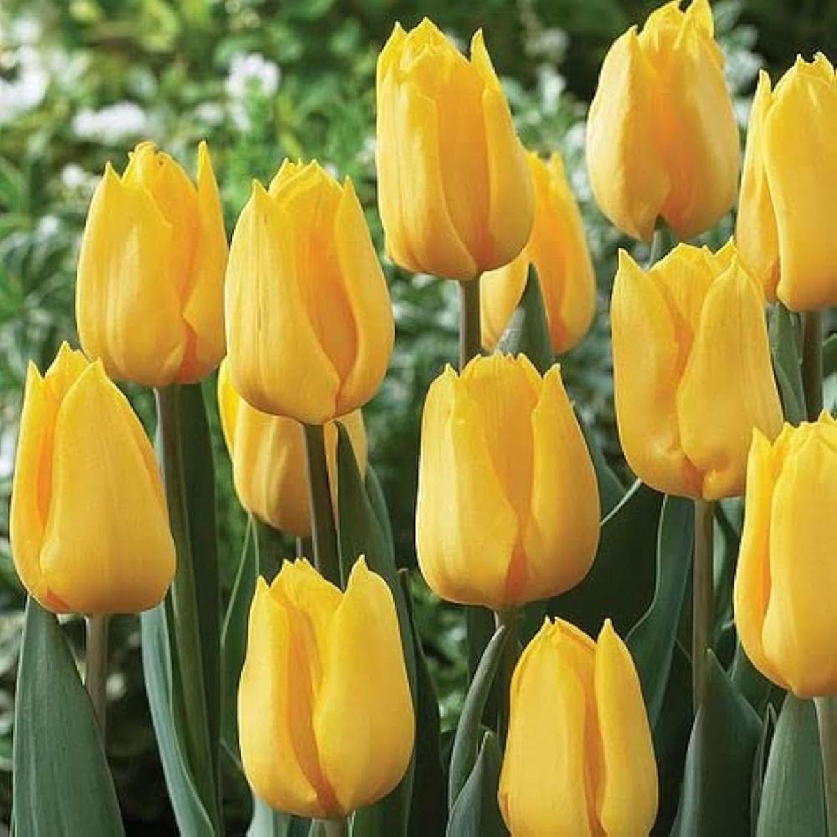 Yellow Tulip Cold Hardy Flower Flower Seeds for Home Garden Planting, Blooming Organic Blooming