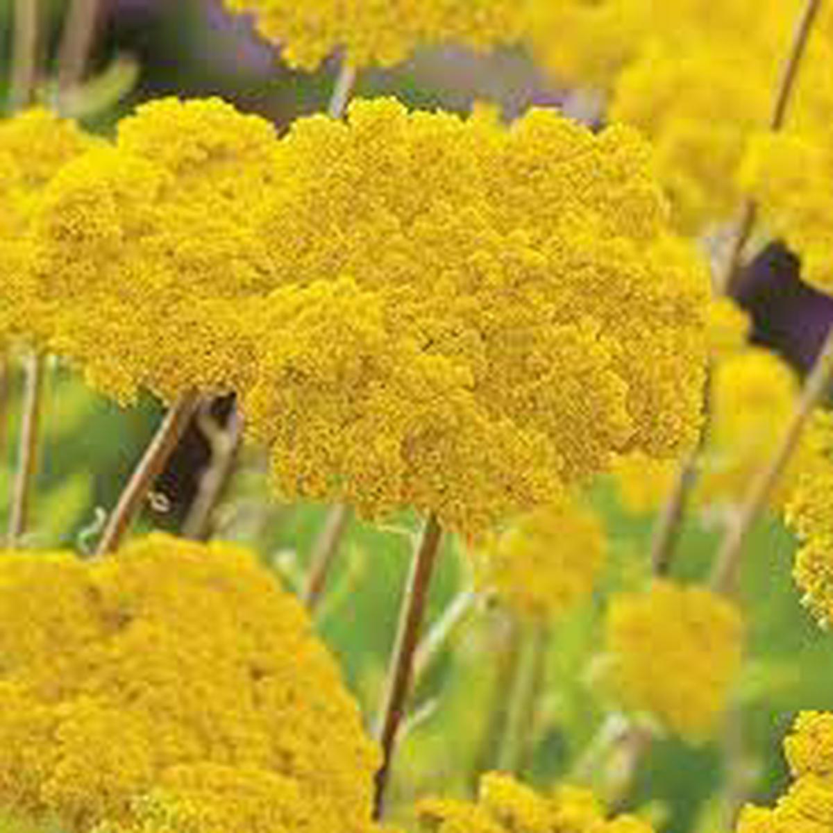 Yellow Yarrow (Achillea millefolium) Flower Seeds for Planting  Heirloom, Non-GMO, Drought-Tolerant, Perennial
