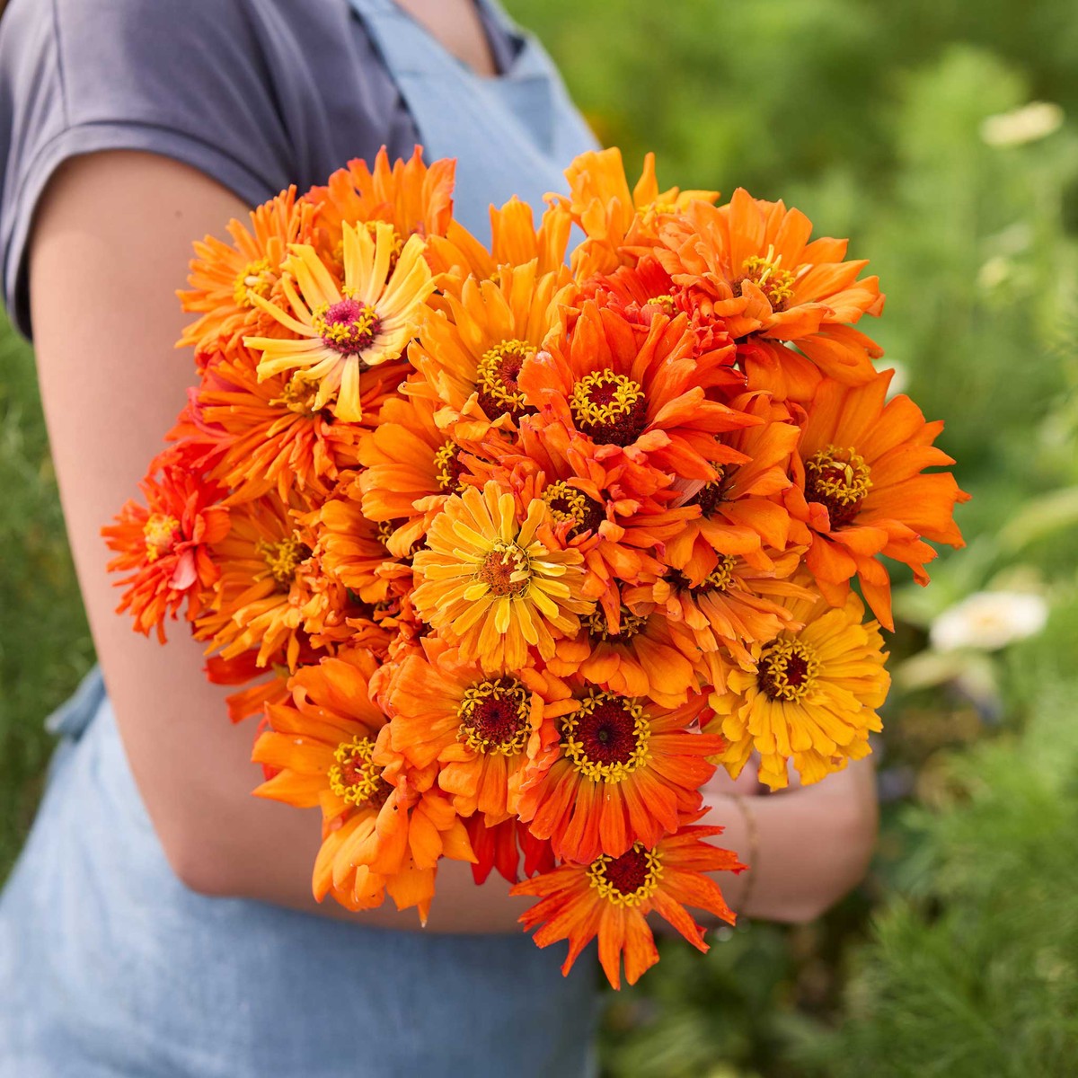 Zinnia Seeds - Super Cactus Aztec