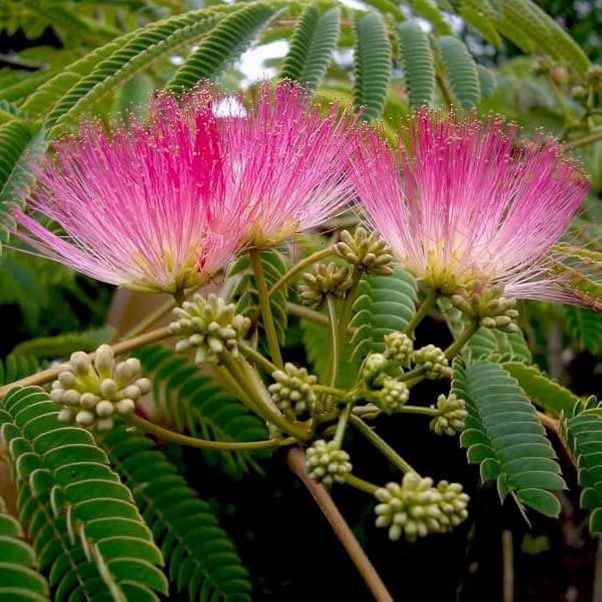 Albizia Julibrissin Seeds for Planting: Silk Tree Variety