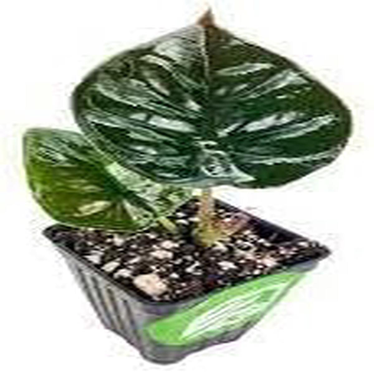 Alocasia Plant Seeds Heirloom, Non-GMO, High Germination Exotic Organic Garden Seeds for Planting