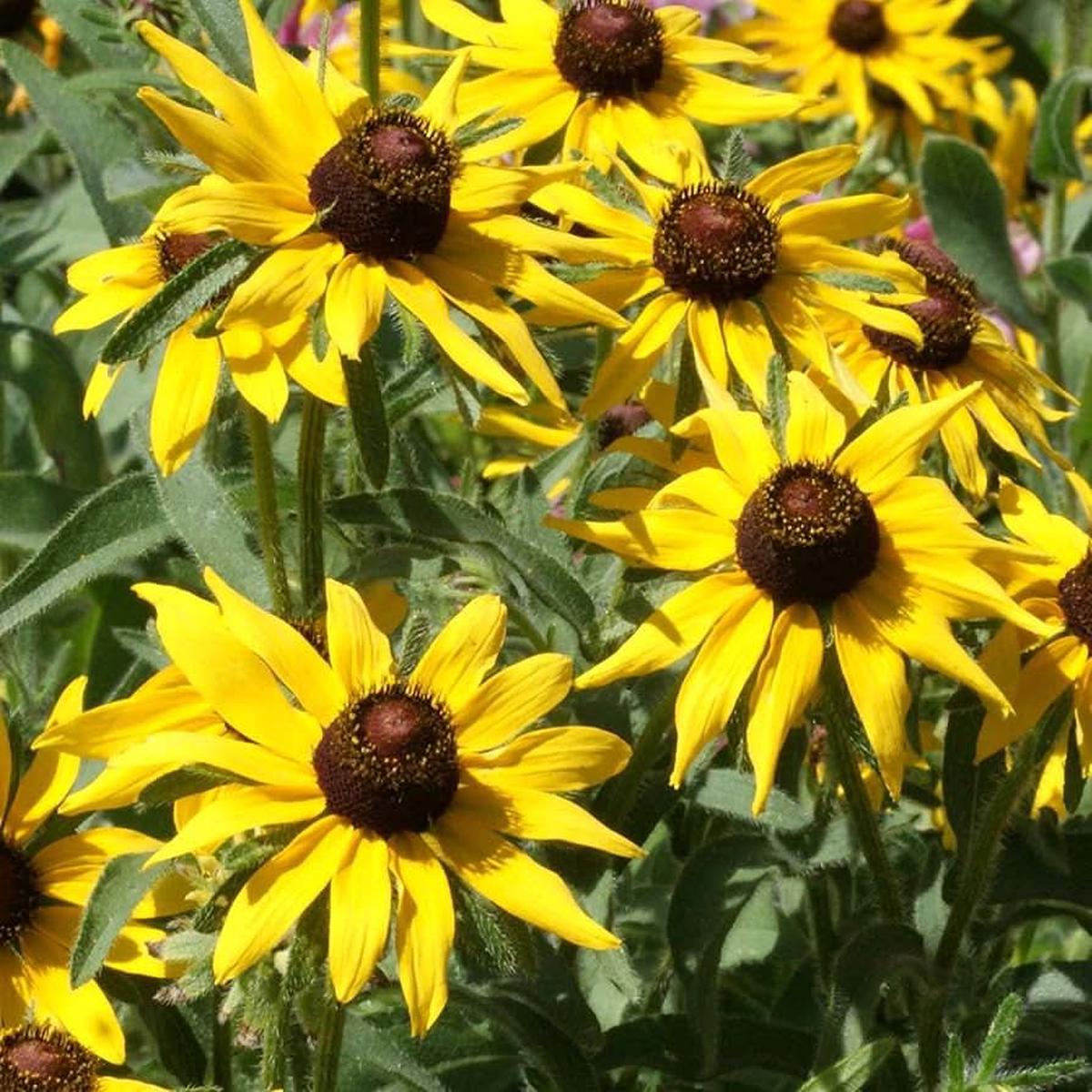 Black Eyed Susan Flowering Seeds For Planting (Rudbeckia hirta)