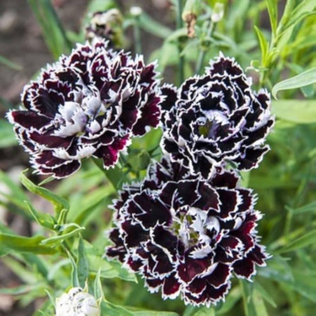 Black White Carnation Flower Seeds for Planting  Heirloom, Non-GMO, High Germination Organic Garden Seeds