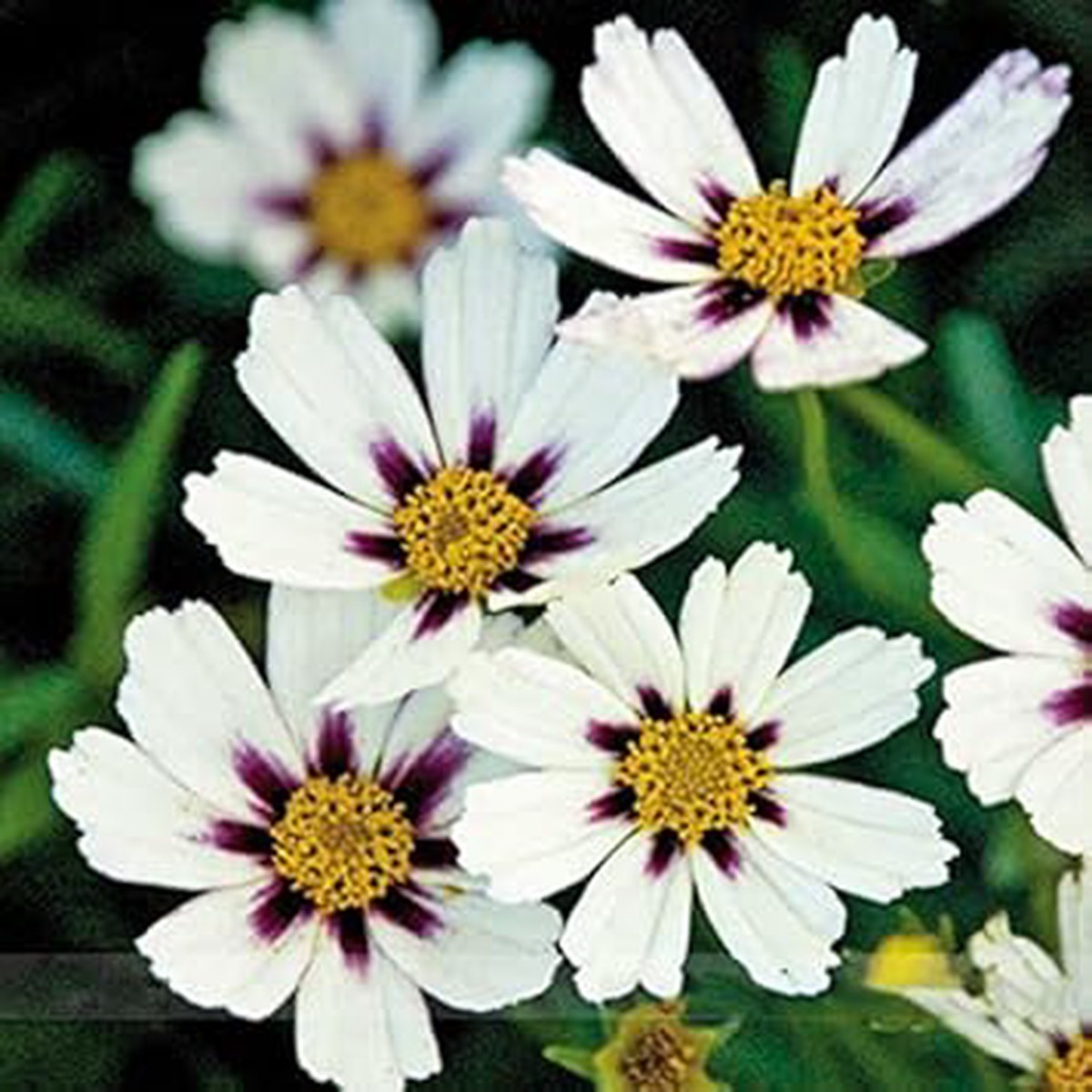 White Coreopsis Flower Seeds  Heirloom, Non-GMO Flower Seeds for Planting