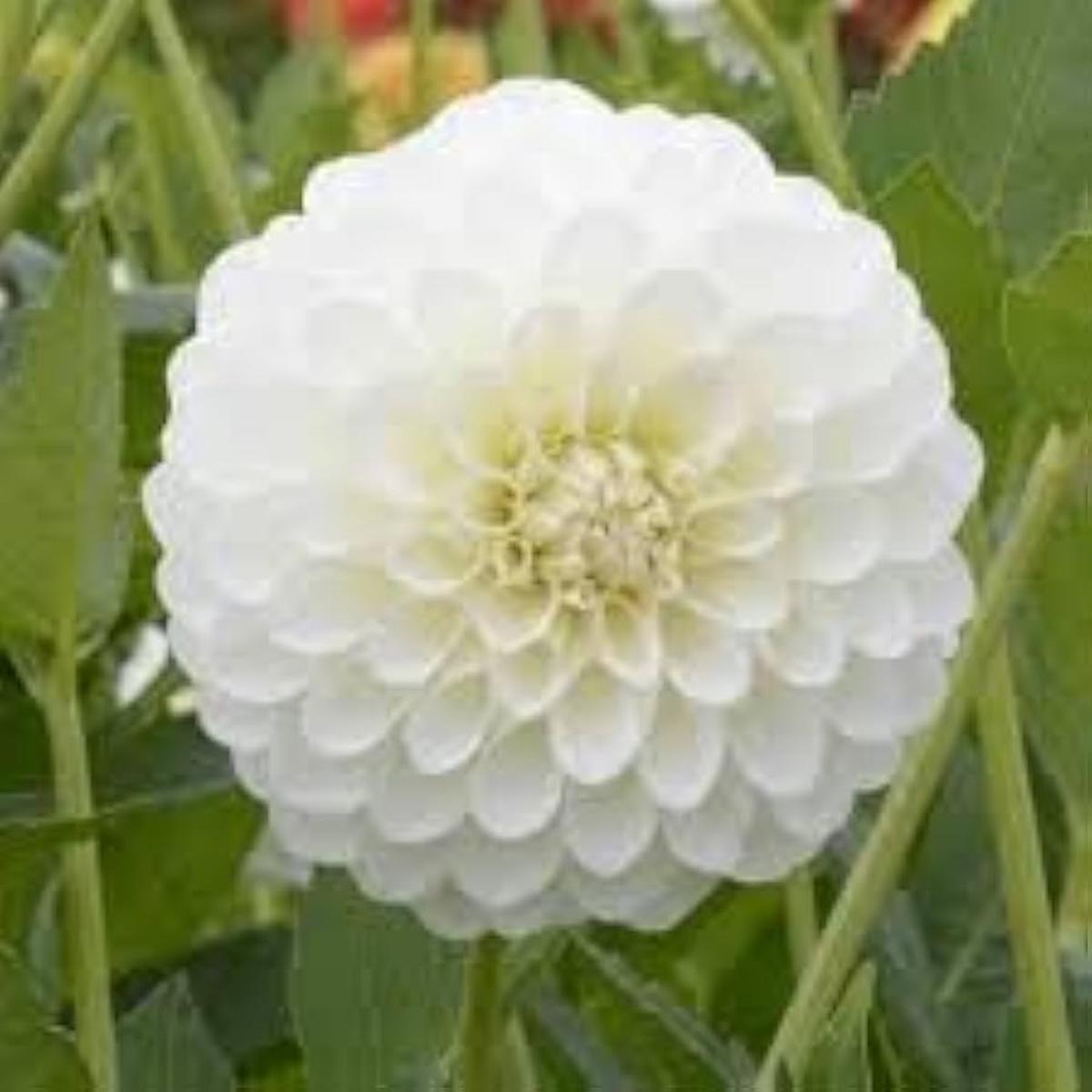 White Mix Dahlia Flower Seeds for Planting Compact Growth Heirloom & GMO Free Seeds for Home Garden Sale