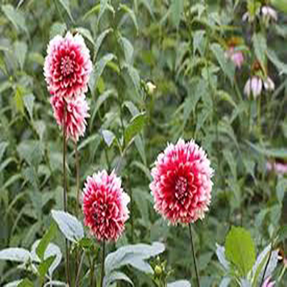 White Red Dahlia Flower Seeds for Planting Low Maintenance, Heirloom, Non-GMO, High Germination