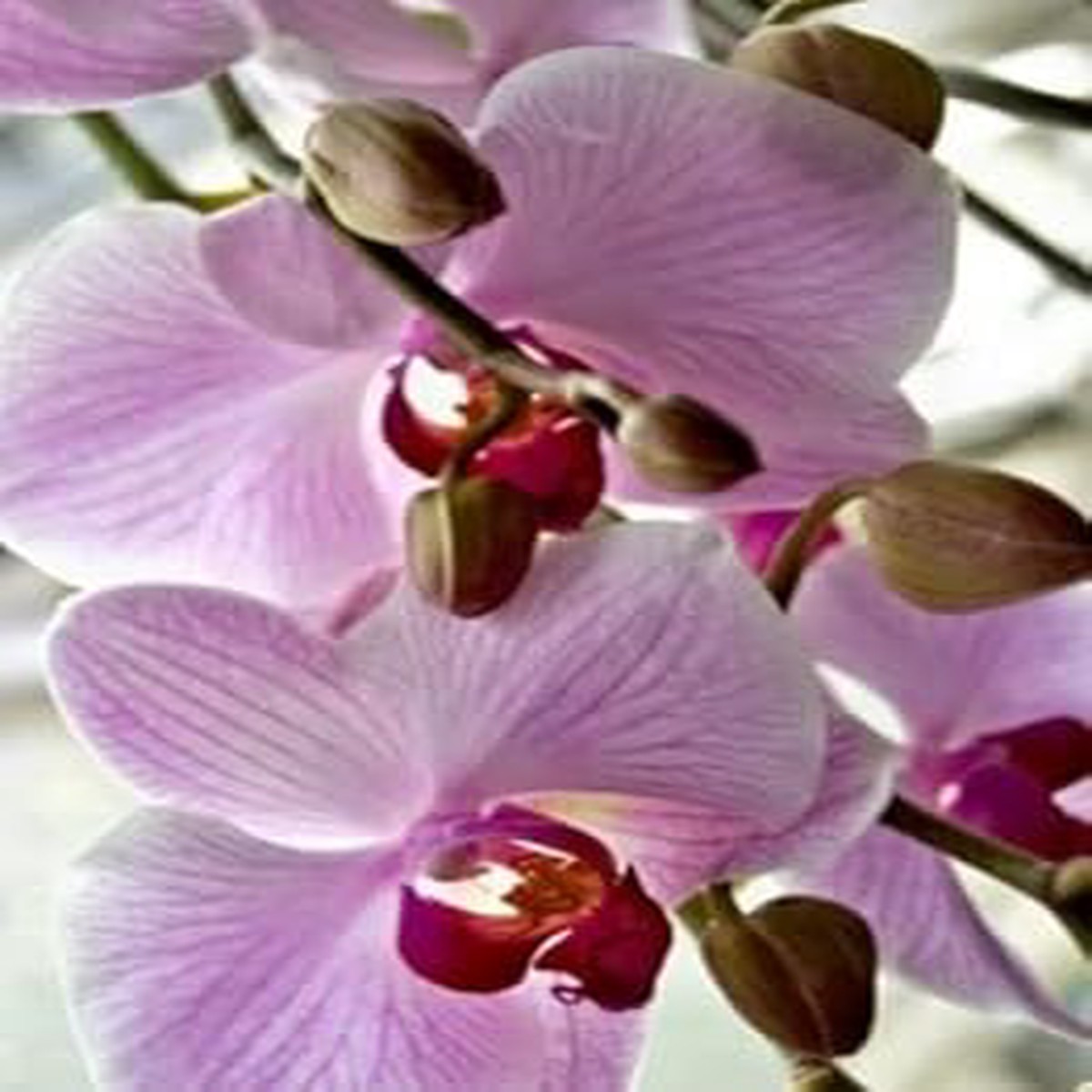 White Violet Phalaenopsis Orchid Planting Seeds for Garden Non-GMO, Heirloom, High Germination Seeds