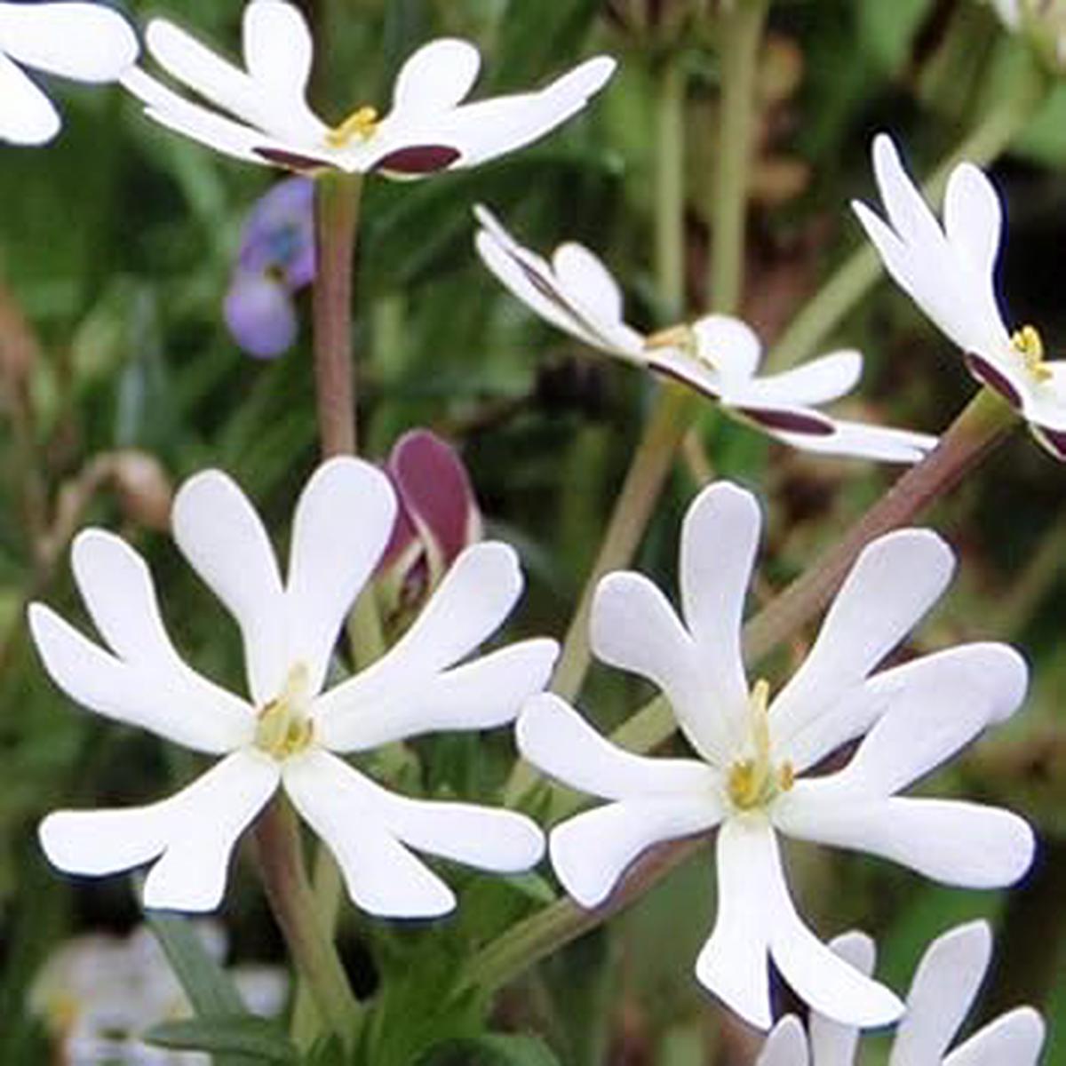 White Zaluzianskya Flower Seeds for Planting  Heirloom, Non-GMO, High Germination, Organic Garden Seeds