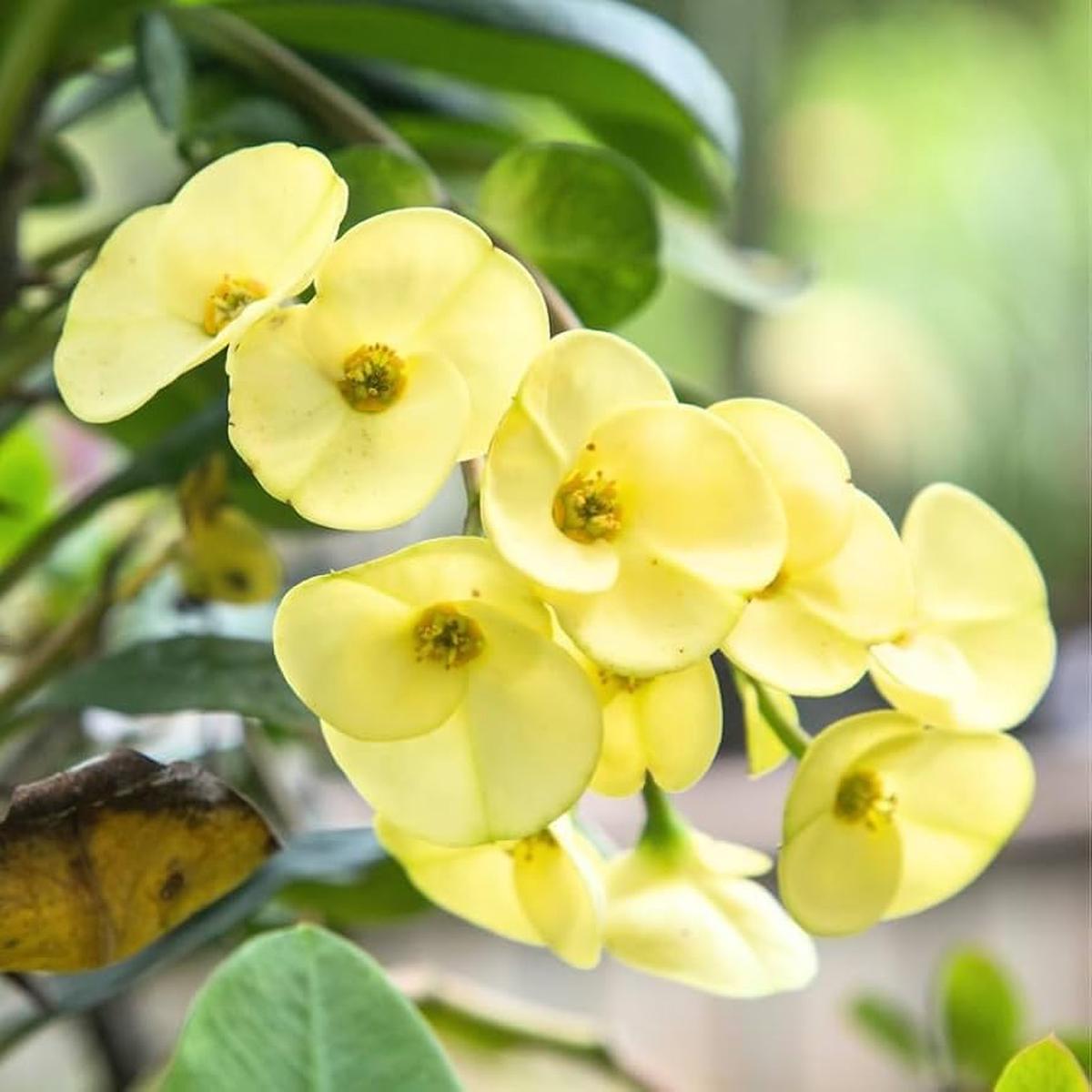 Yellow Euphorbia Flower Seeds for Planting  Heirloom, Non-GMO, High Germination Garden Seeds