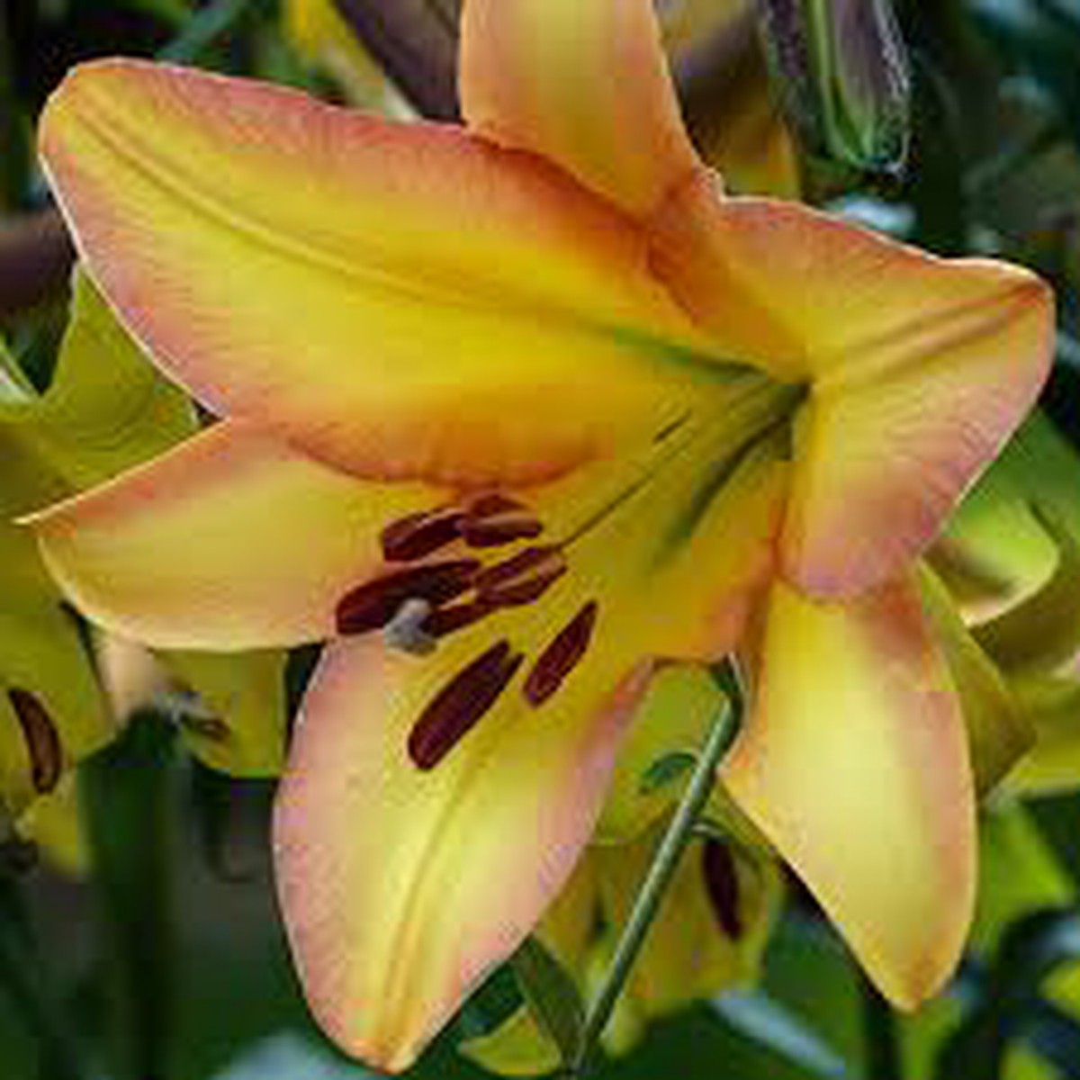 Yellow Trumpet Lilies (Aurelian Hybrids) Flower Seeds for Planting Heirloom, Non-GMO Seeds, High Germination