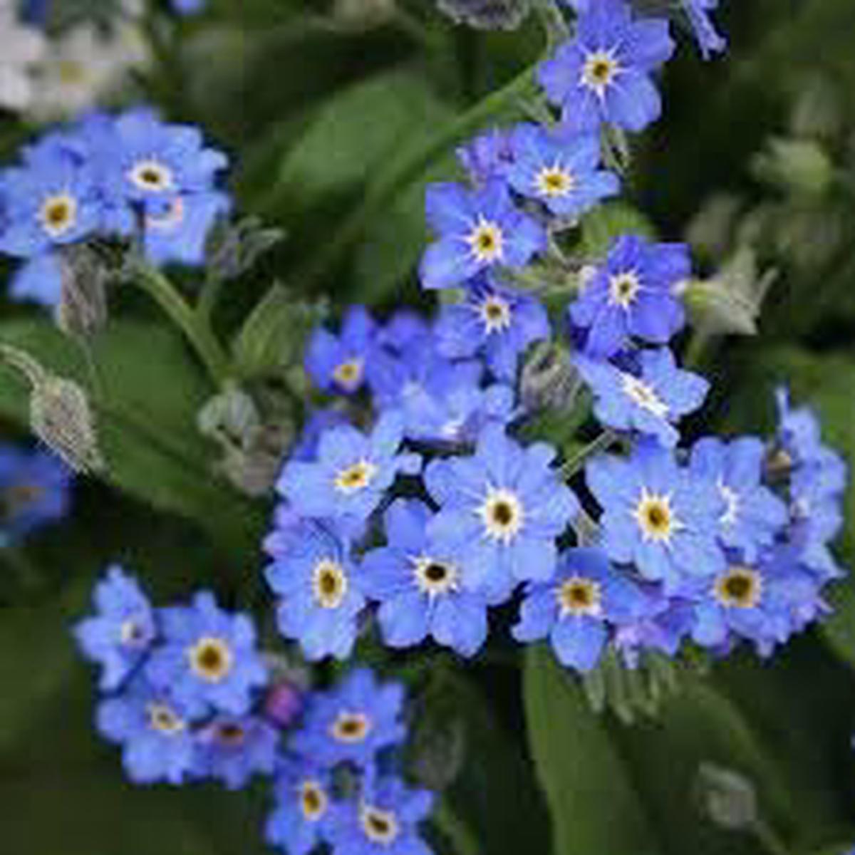 Alpine Vergissmeinnicht Flower seeds for Planting - Long Bloom Season, Heirloom & GMO Free Seeds for Home Garden