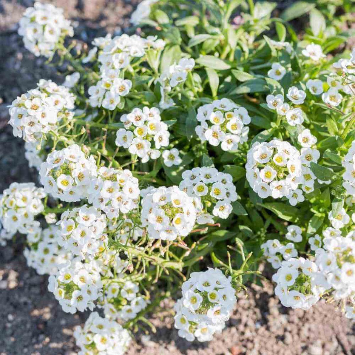Alyssum Flower seeds for Planting Cut Flower Favorite Heirloom & GMO Free Seeds for Home Garden