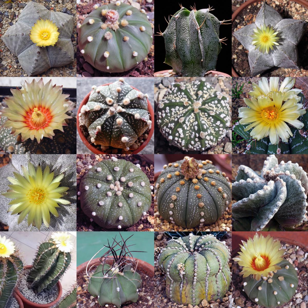 Astrophytum Flower Seeds for Planting | Heirloom Non-GMO High Germination Organic Garden Seeds