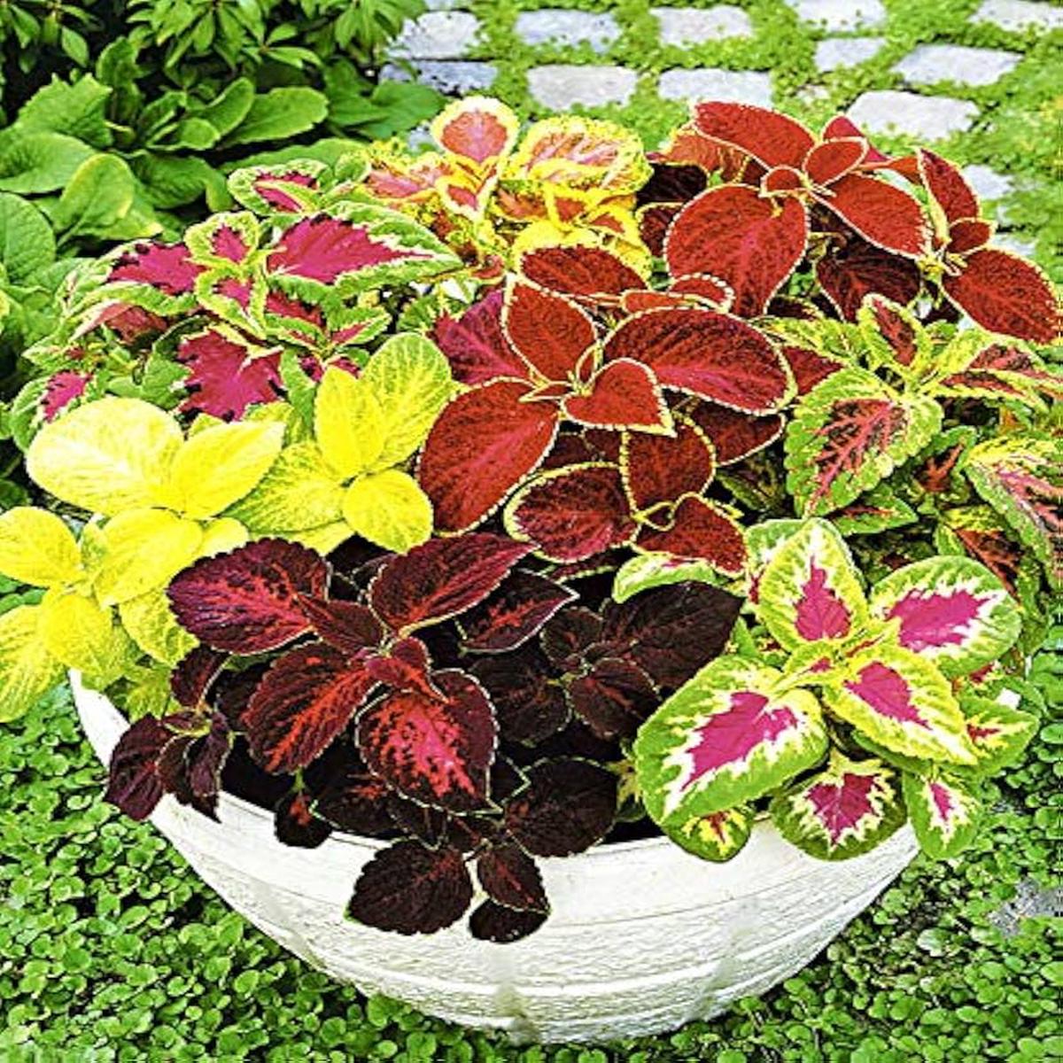 Begonia Begonia Rex Mixed Bonsai Flower Seeds for Planting  Colorful Coleus Variety for Decorative Pots and Borders