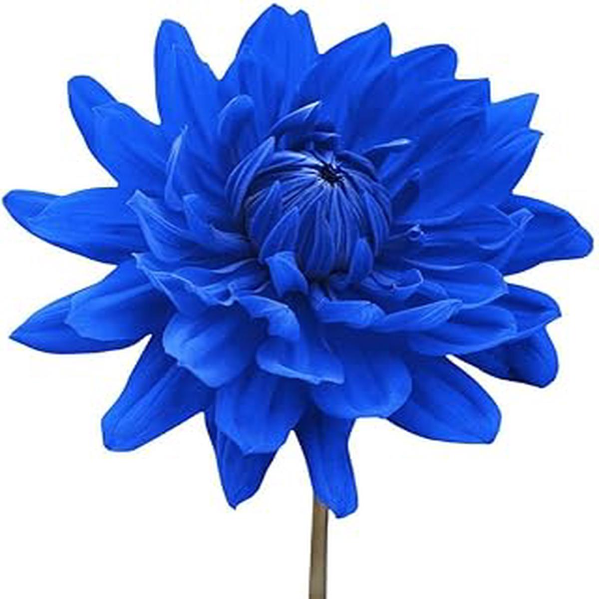 Blue Chrysanthemum Flower Seeds for Garden 100 Pcs, Non-GMO, Heirloom, High Germination Seeds