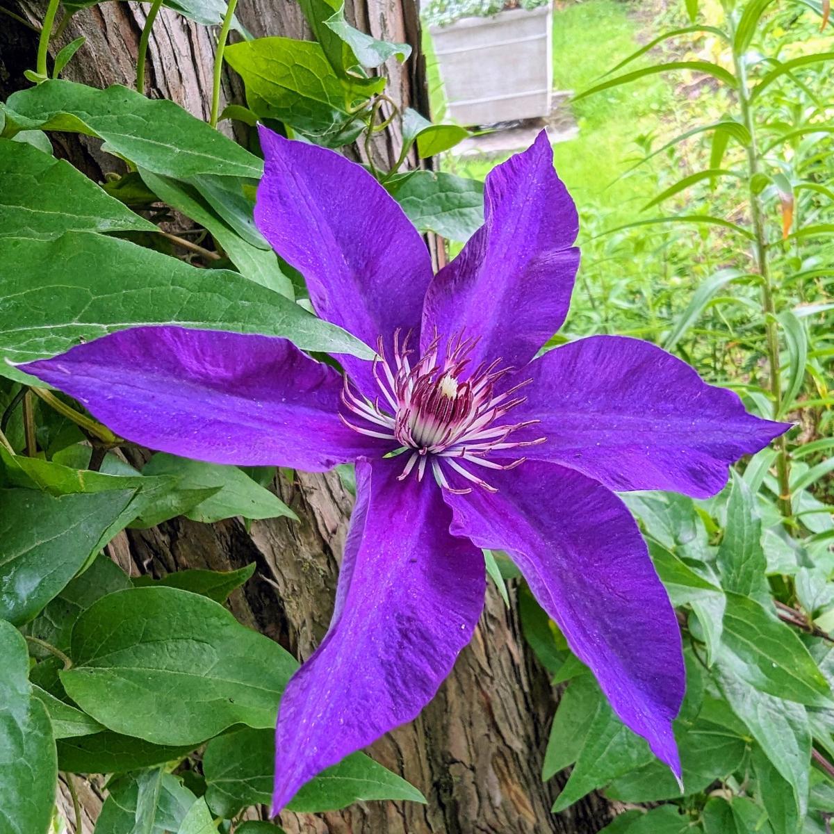 Dark Purple Clematis Flower Seeds for Planting Heirloom, Non-GMO, Perennial, Climbing Vine