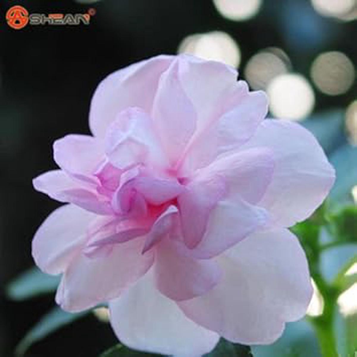 Pink Balsam Camellia Seeds for Planting Organic, Heirloom, Non-GMO Flower Seeds