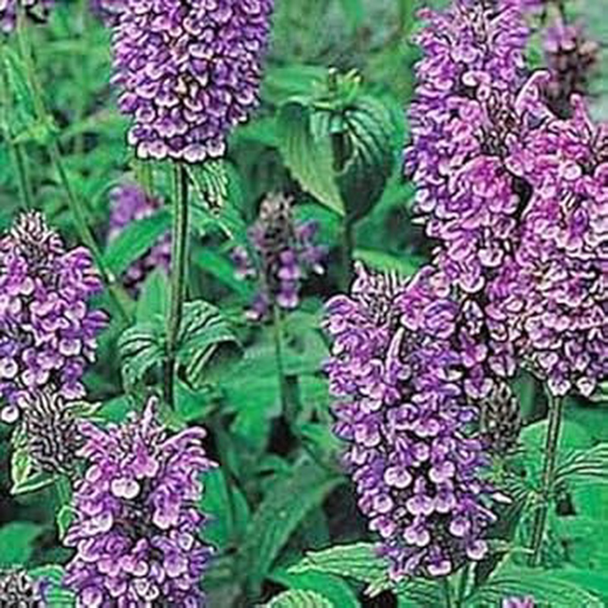 Violet Heirloom Non Gmo Catmint Flower For Planting Fragrant Pollinator Friendly Flower Seeds for