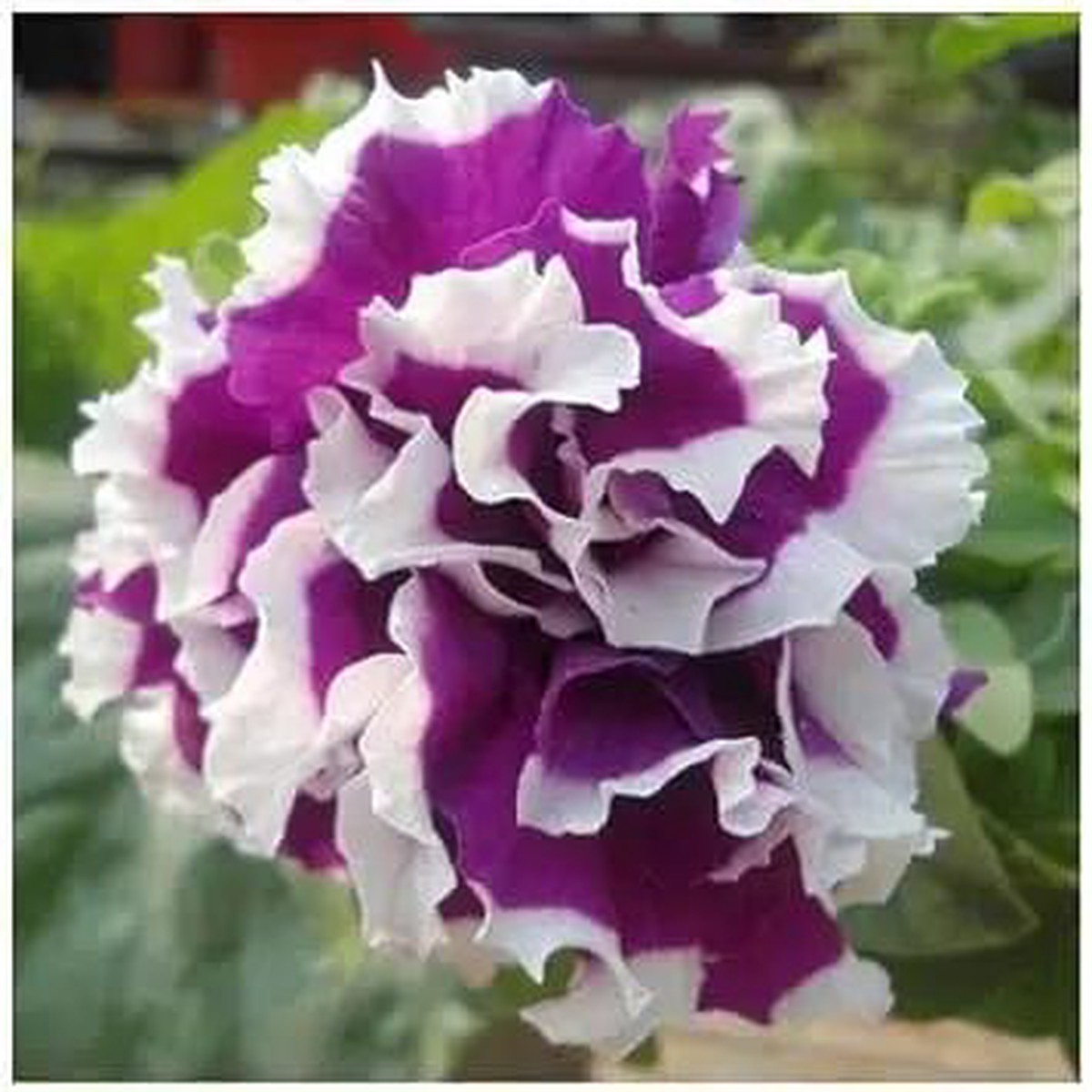 Violet White Petunia For Planting Heirloom Non Gmo Flower For Garden Blooms Flower Seeds for Home