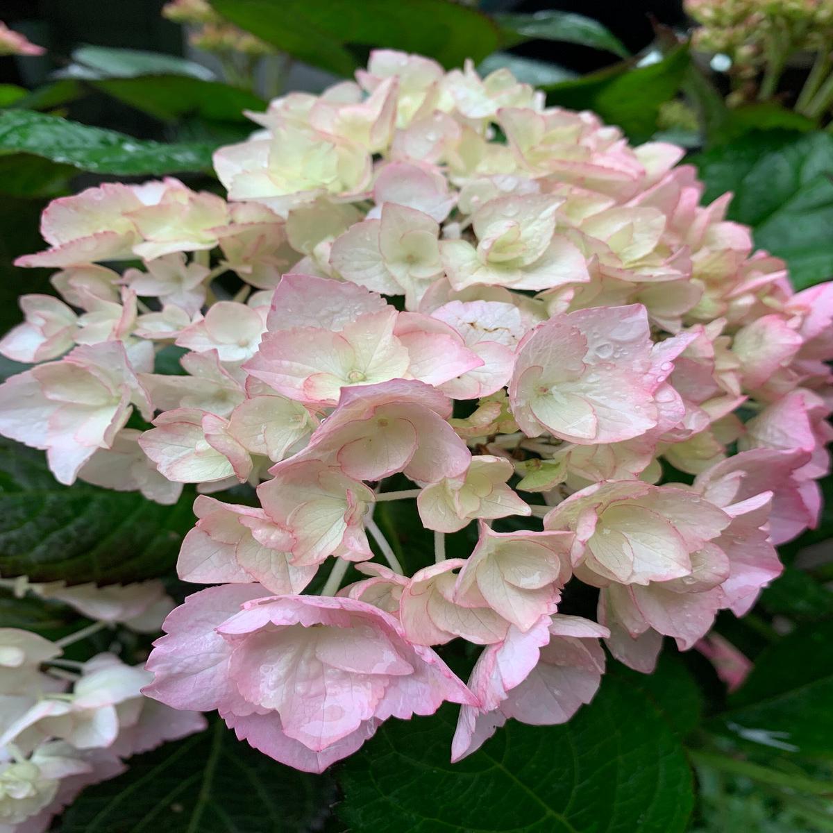 White Pink Hydrangea Seeds Flower seeds for Planting - Sun Loving, Heirloom & GMO Free Seeds for Home Garden
