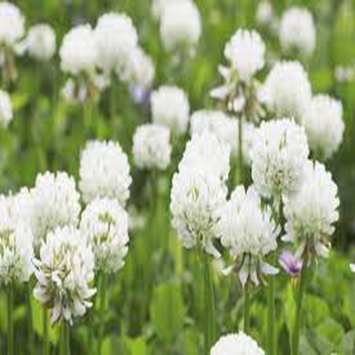 White Trifolium Repens Flower seeds for Planting - Seasonal Bloomer, Heirloom & GMO Free Seeds for Home Garden