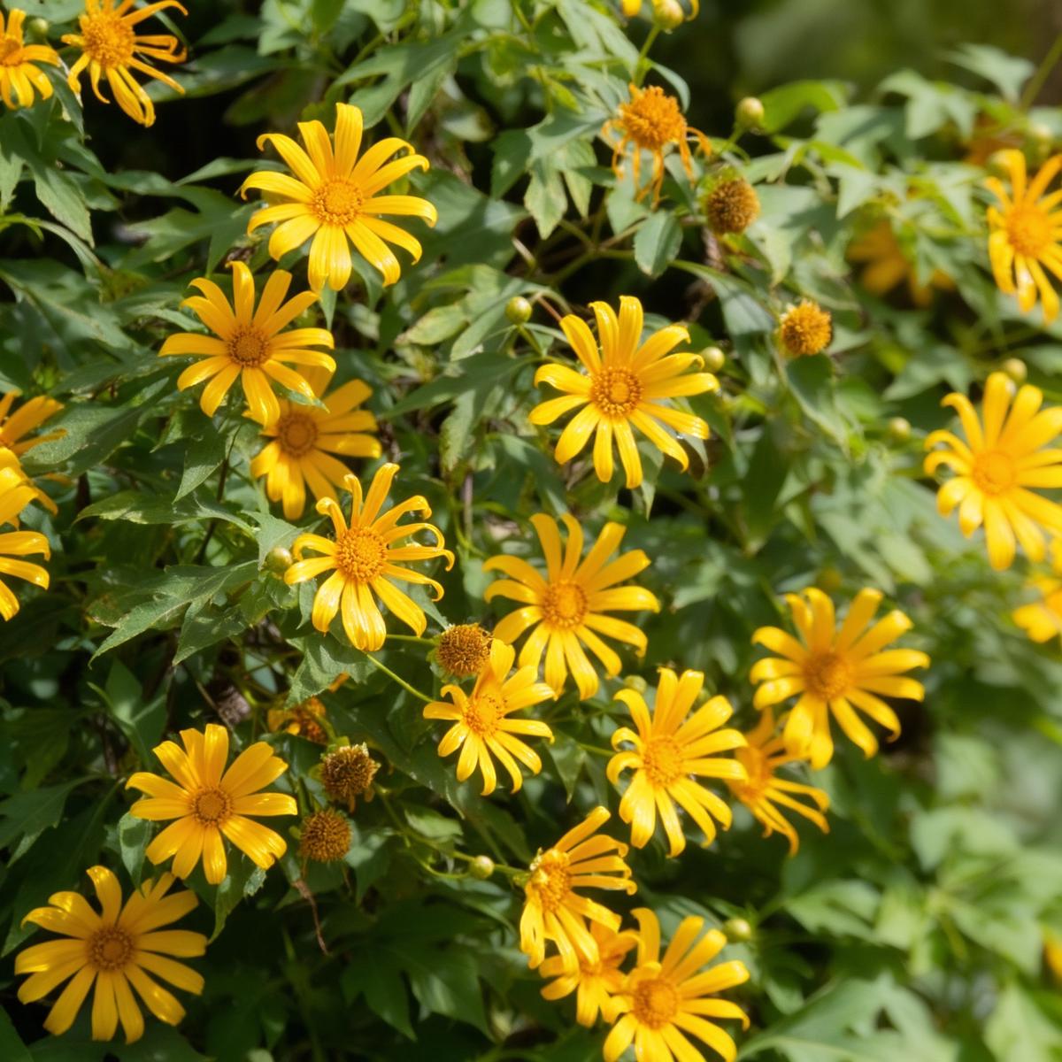 Yellow Diversifolia Flower Seeds Planting