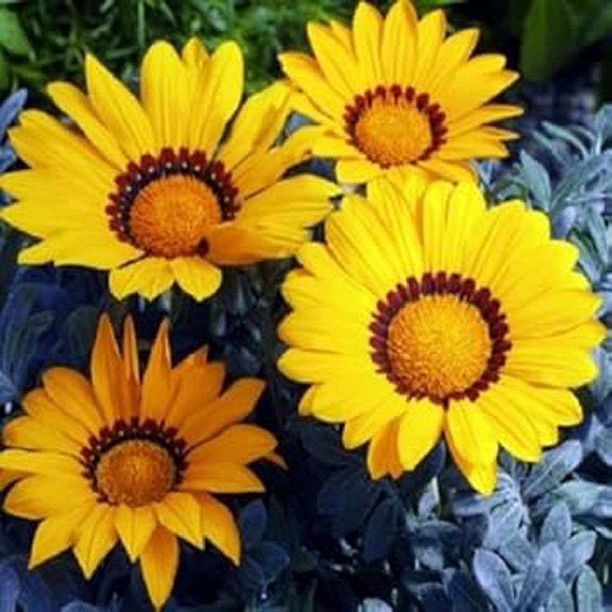 Yellow Gazania Flower Seeds Heirloom, Non-GMO, High Germination Organic Garden Seeds for Planting Vibrant Blooms