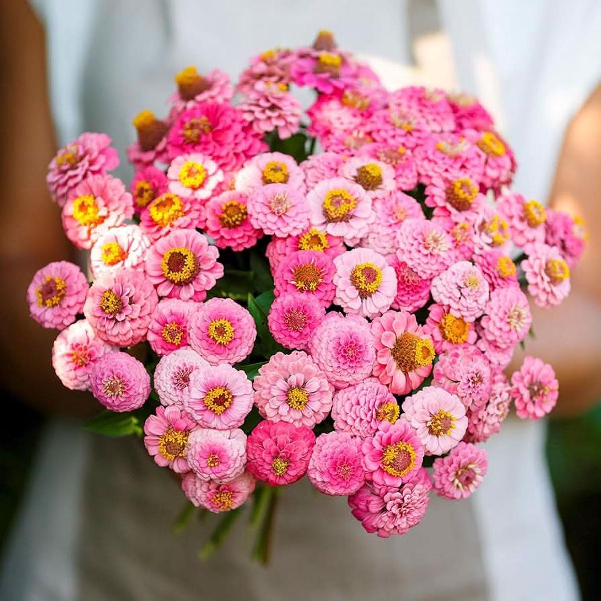 Zinnia Bon Bon Mix Flower Seeds for Home Garden Planting, Landscape Organic Blooming Collection