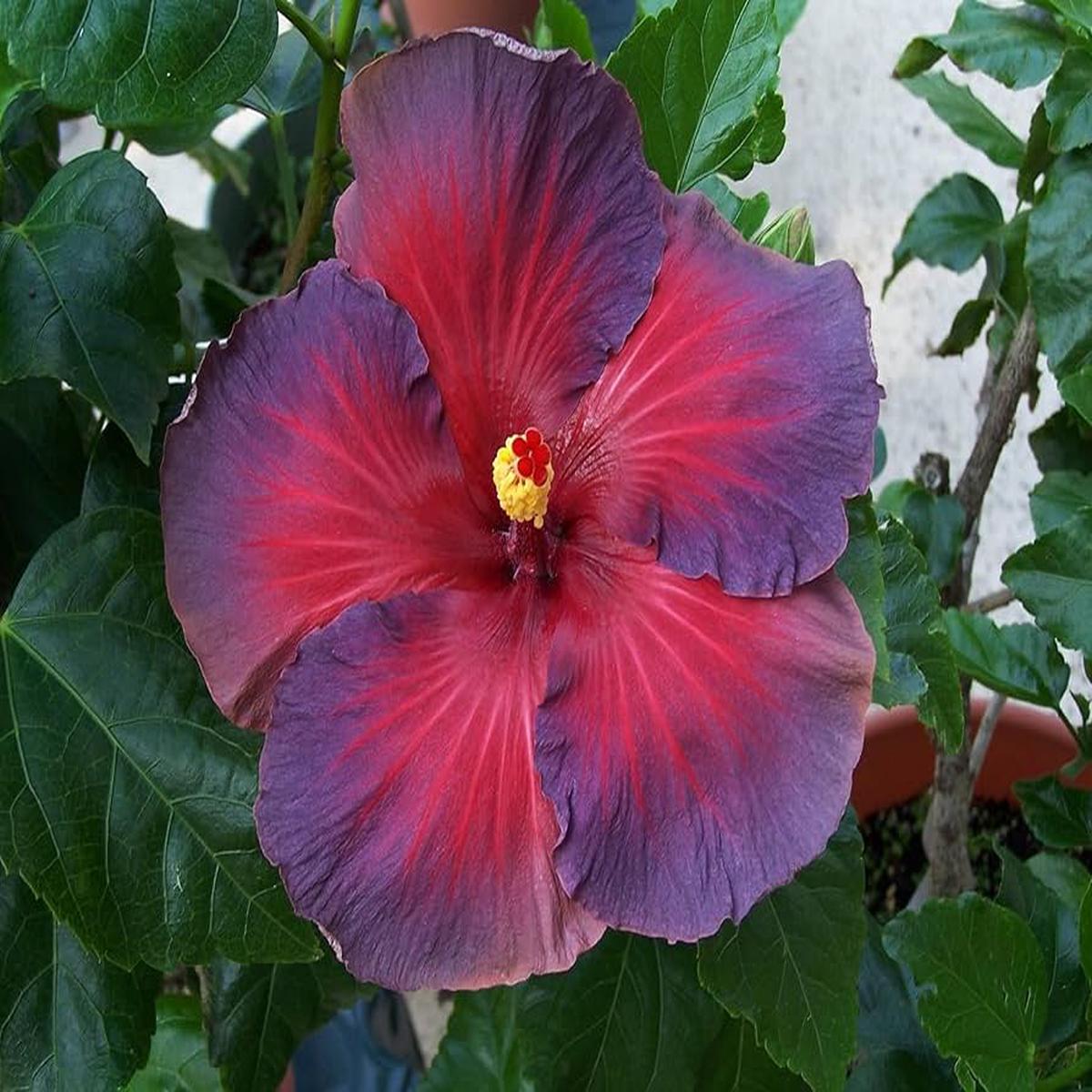 Ash Red Hibiscus Flower seeds for Planting Long Bloom Season Heirloom & GMO Free Seeds for Home Garden Sale