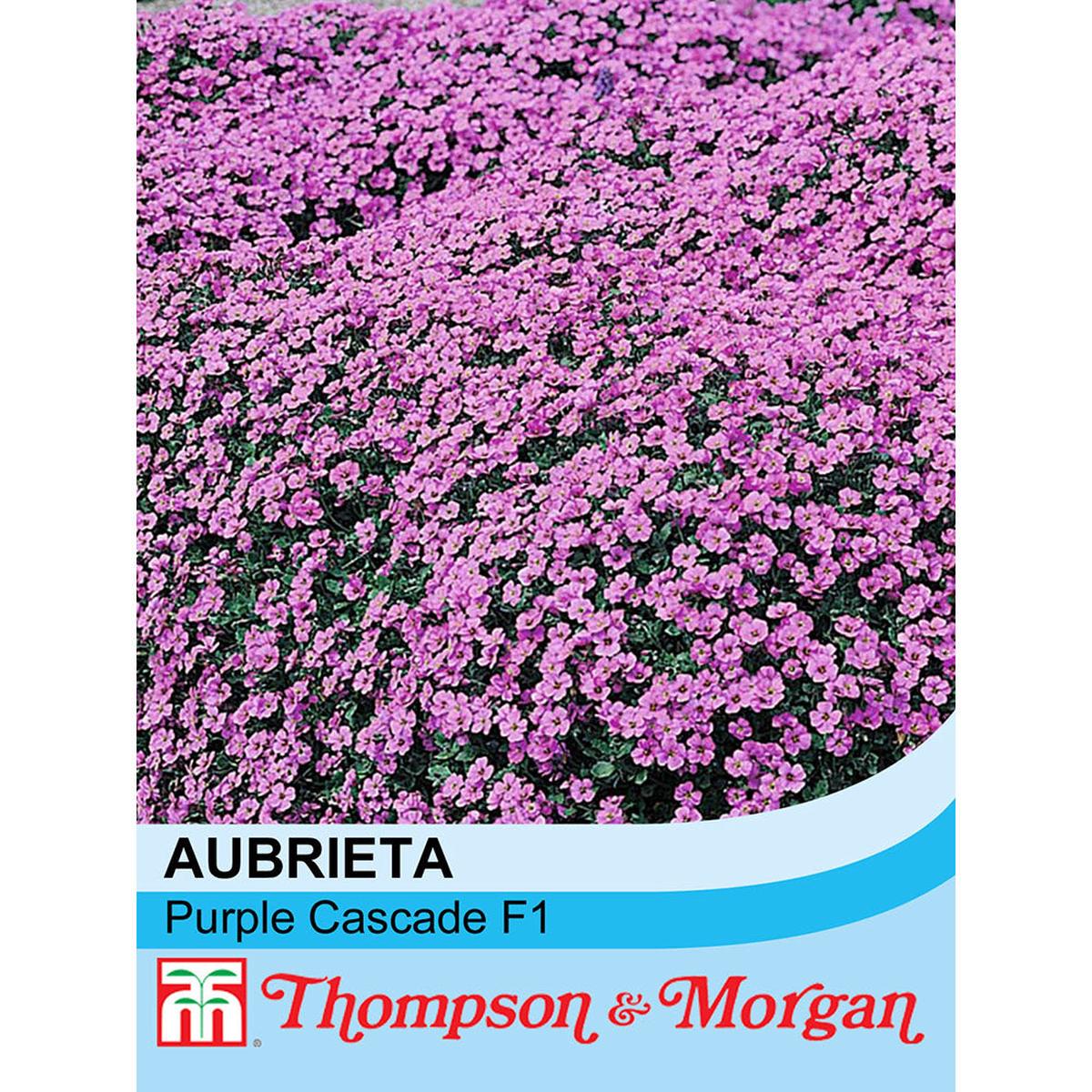 Aubrieta 'Purple Cascade' F1 Hybrid