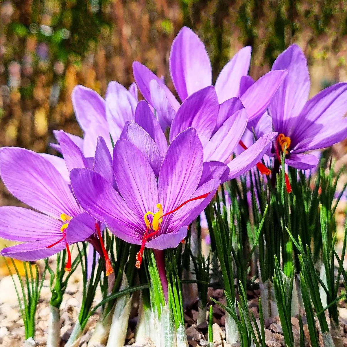 Autumn Crocus Flower Seeds for Planting Garden Favorite Heirloom, Non-GMO, High Germination Garden Seeds