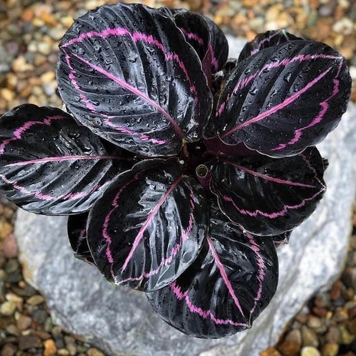 Black Calathea Flower Seeds for Planting | Heirloom, Non-GMO, High Germination Seeds