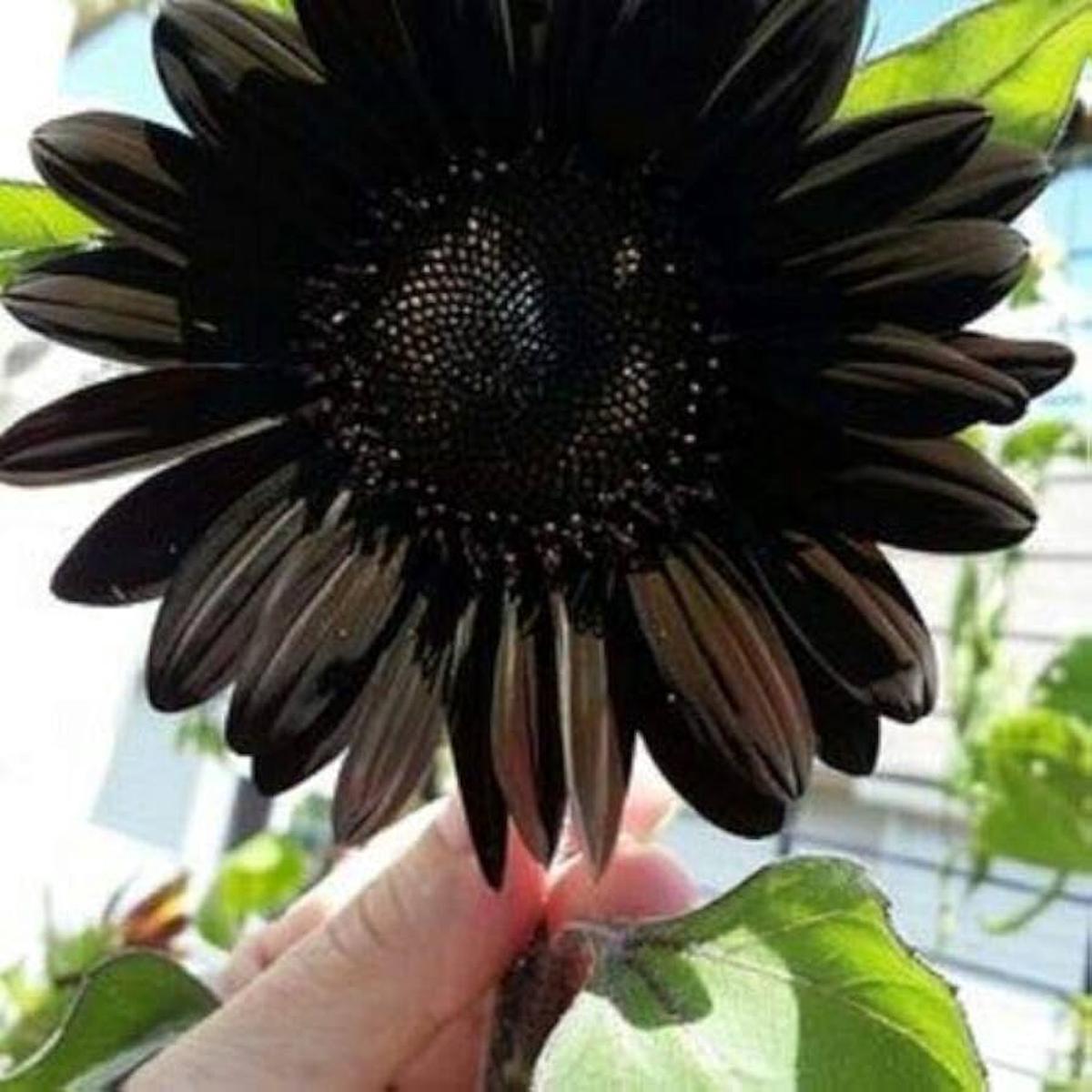 Black Sunflower Seeds for Planting Heirloom, Non-GMO, Easy to Grow, Annual