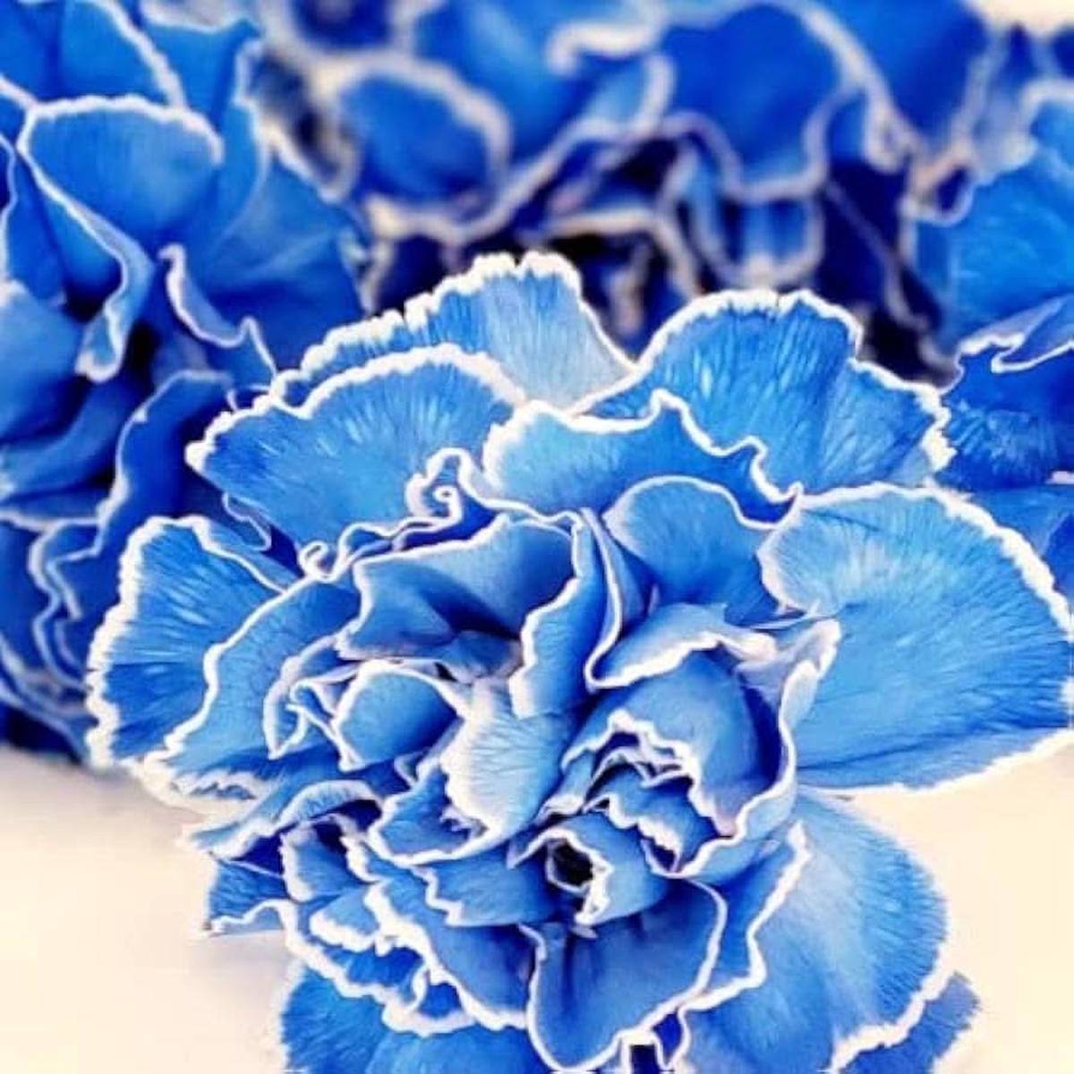 Blue Dark Carnation Flower Heirloom Non Gmo Flower For Planting Flower Seeds for Home Garden