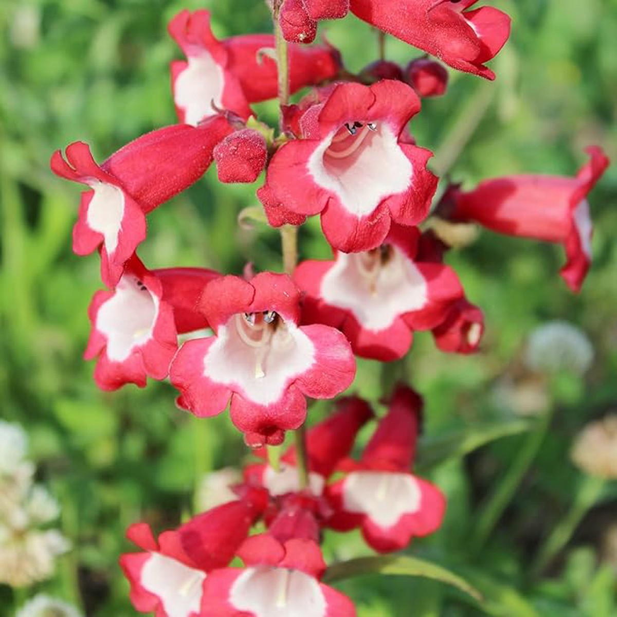 Organic Heirloom Red Penstemon Hartwegii Flower Seeds for Planting Non-GMO Hummingbird Garden Blooms