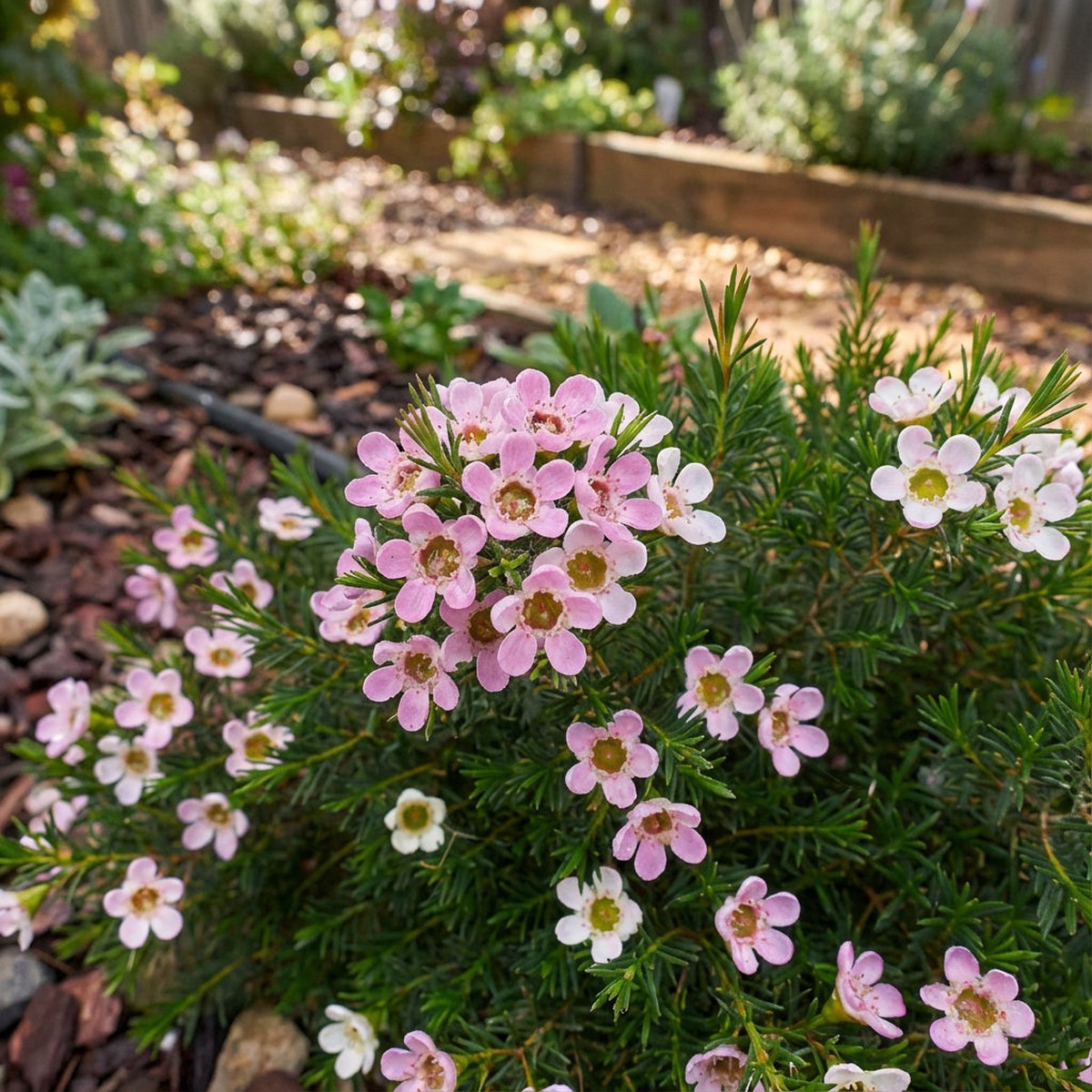 Wax Flower Seeds, Cultivating Vibrant Blooms and Fragrant Foliage