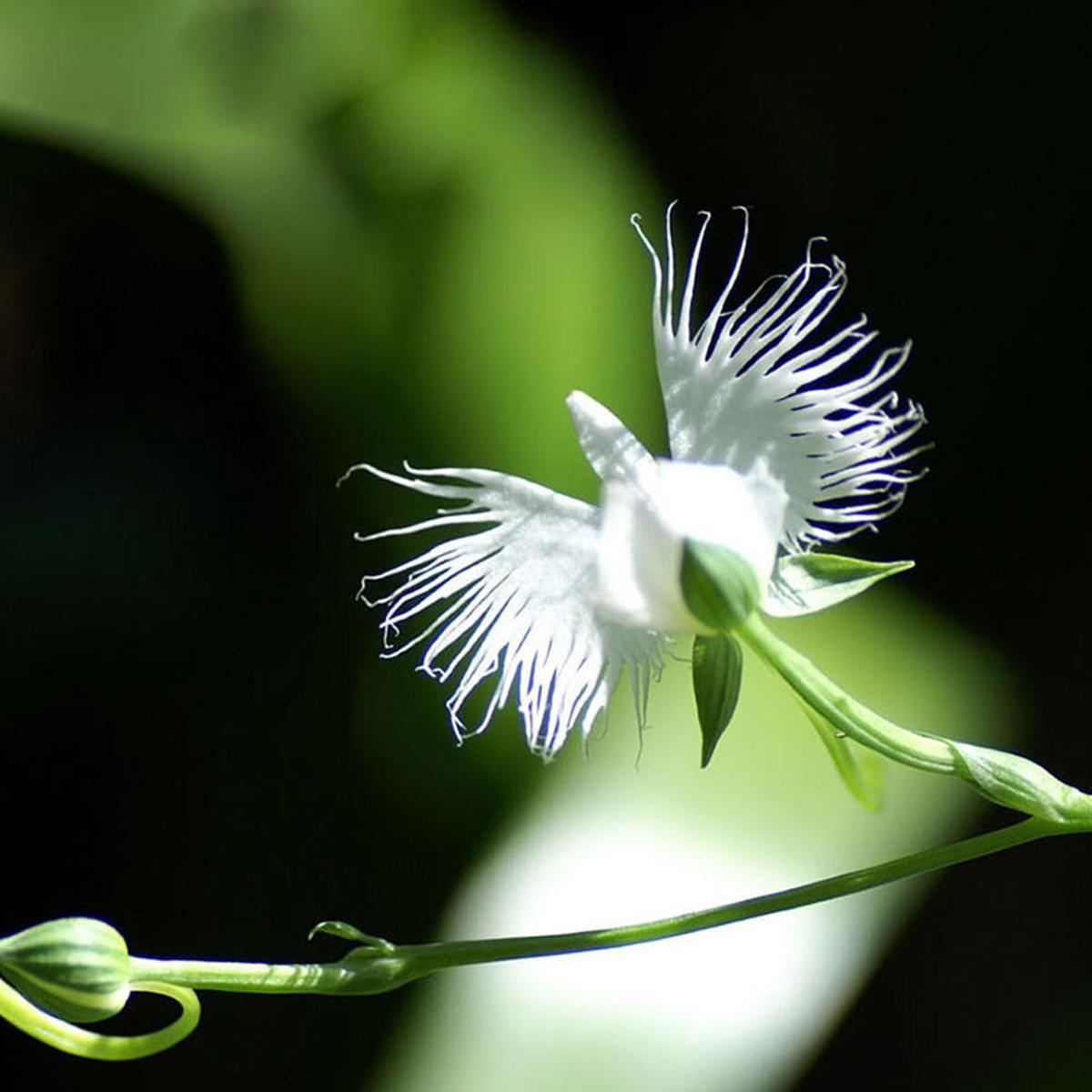 White Egret Orchid Flower Seeds for Planting  Heirloom Non-GMO Organic Garden Seeds, High Germination