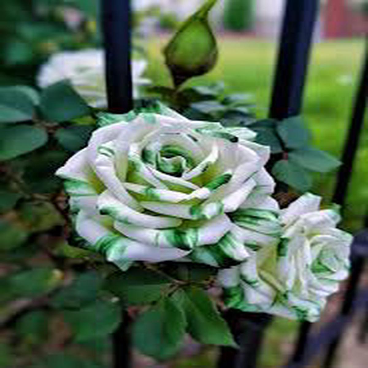 White Green Rose Flower Seeds for Planting  Heirloom, Non-GMO, Hardy Garden Variety Seeds