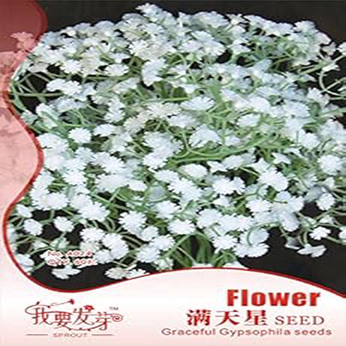White Gypsophila Snowflake Seeds  Organic, Heirloom, Non-GMO Seeds for Planting