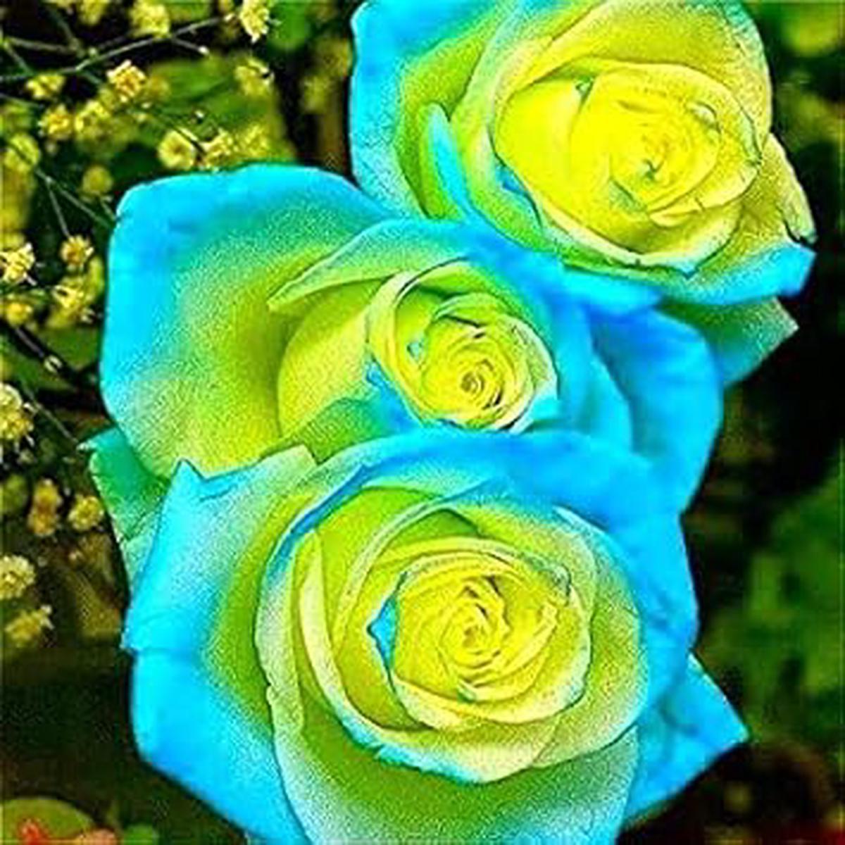 Yellow Sky Blue Rose Flower Seeds for Planting Heirloom Non-GMO, High Germination Organic Garden Seeds for Growing