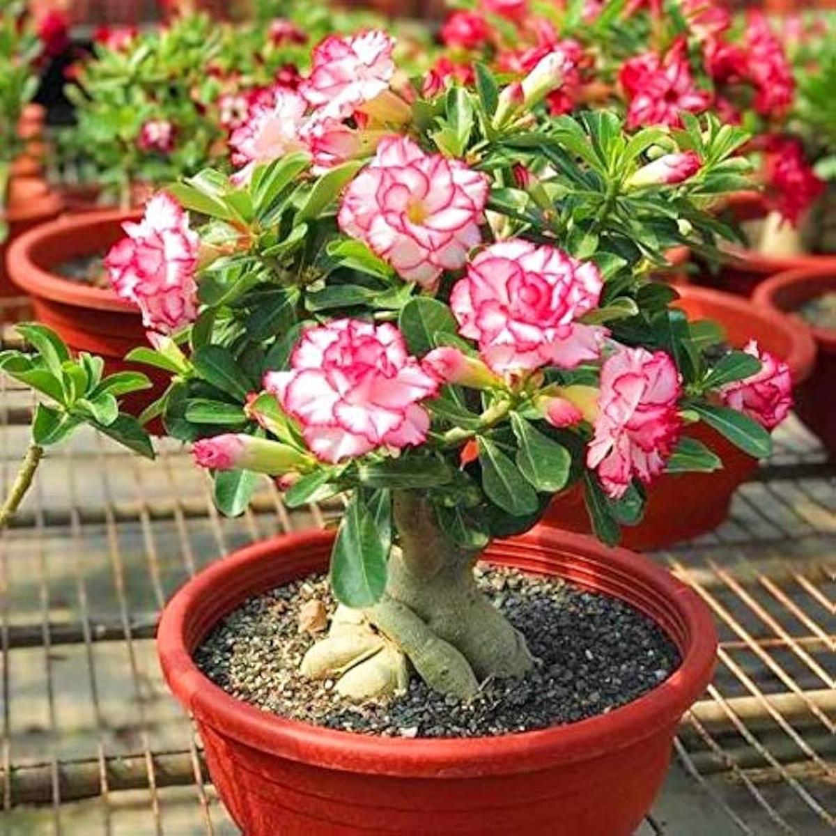 Adenium Desert Rose Flowering Seeds Plants for Garden & Bonsai