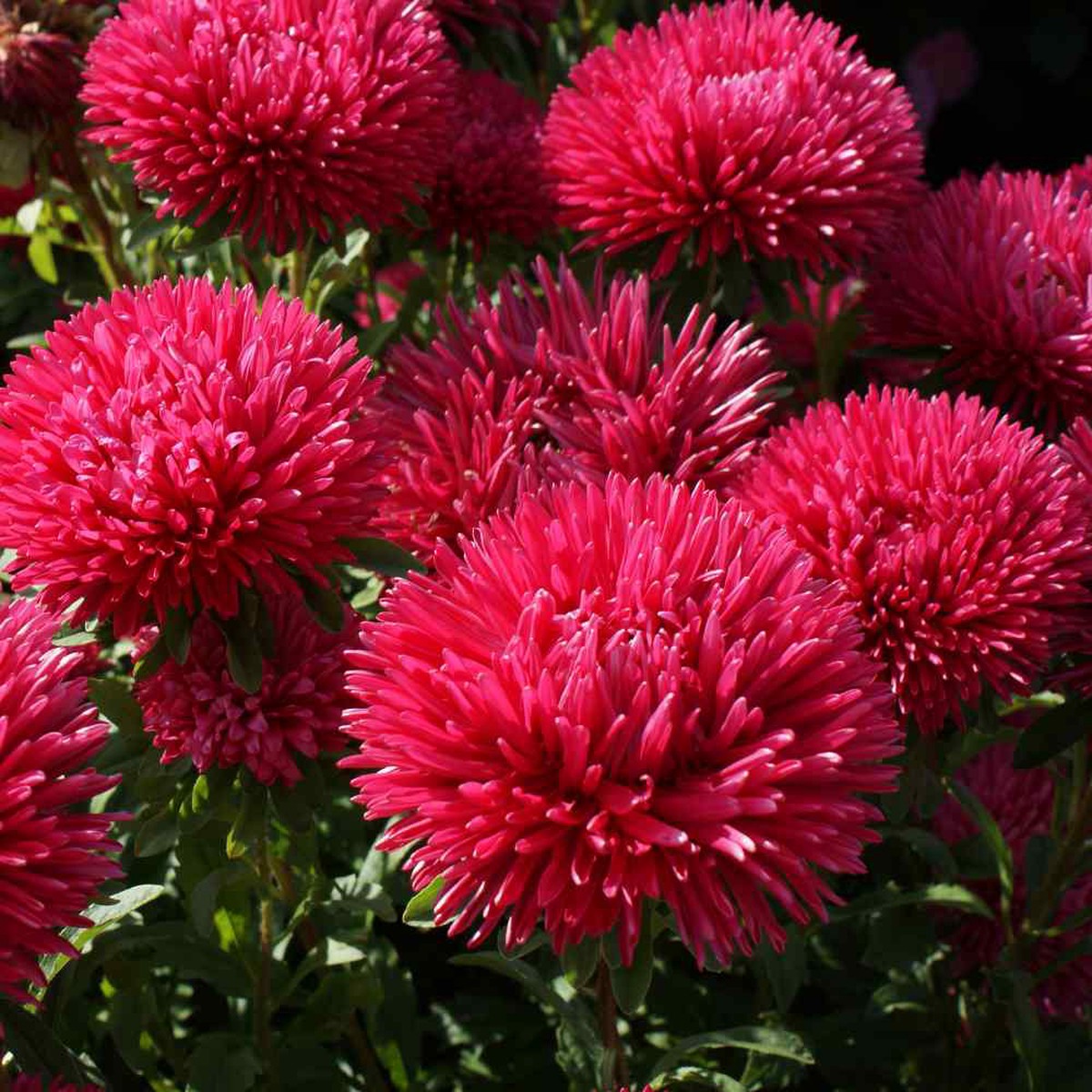Aster Flower seeds for Planting, Easy to Grow Heirloom & GMO Free Seeds for Home Garden